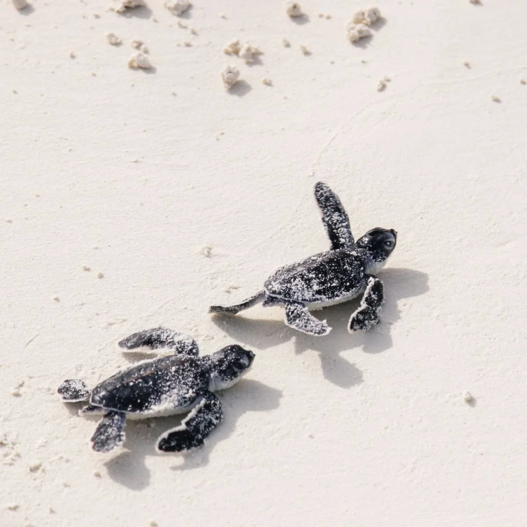 sea turtle conservation volunteering colombia.jpg