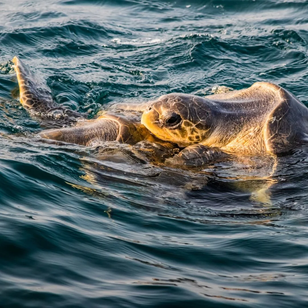 sea turtle volunteering in colombia.jpg