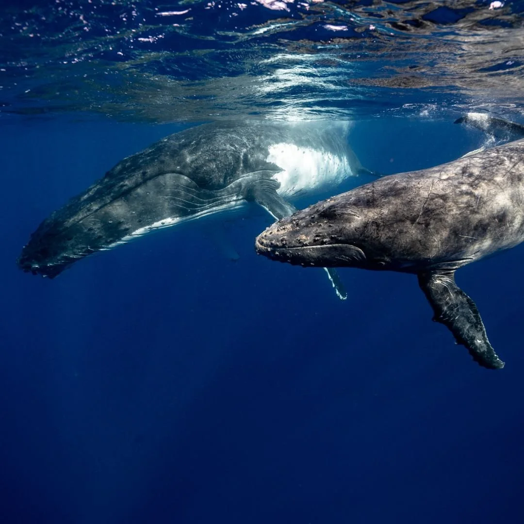 whales volunteer colombia.jpg