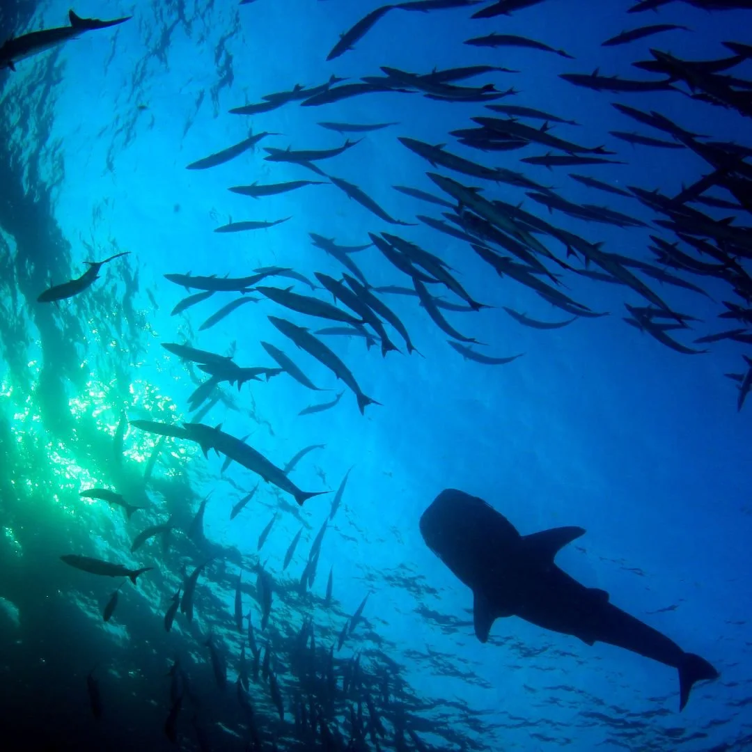shark volunteer colombia.jpg