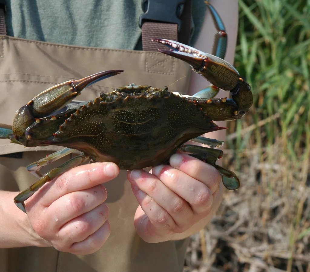 Callinectes-sapidus_Atlantic-Blue-Crab_12Jul2023_0920.jpeg