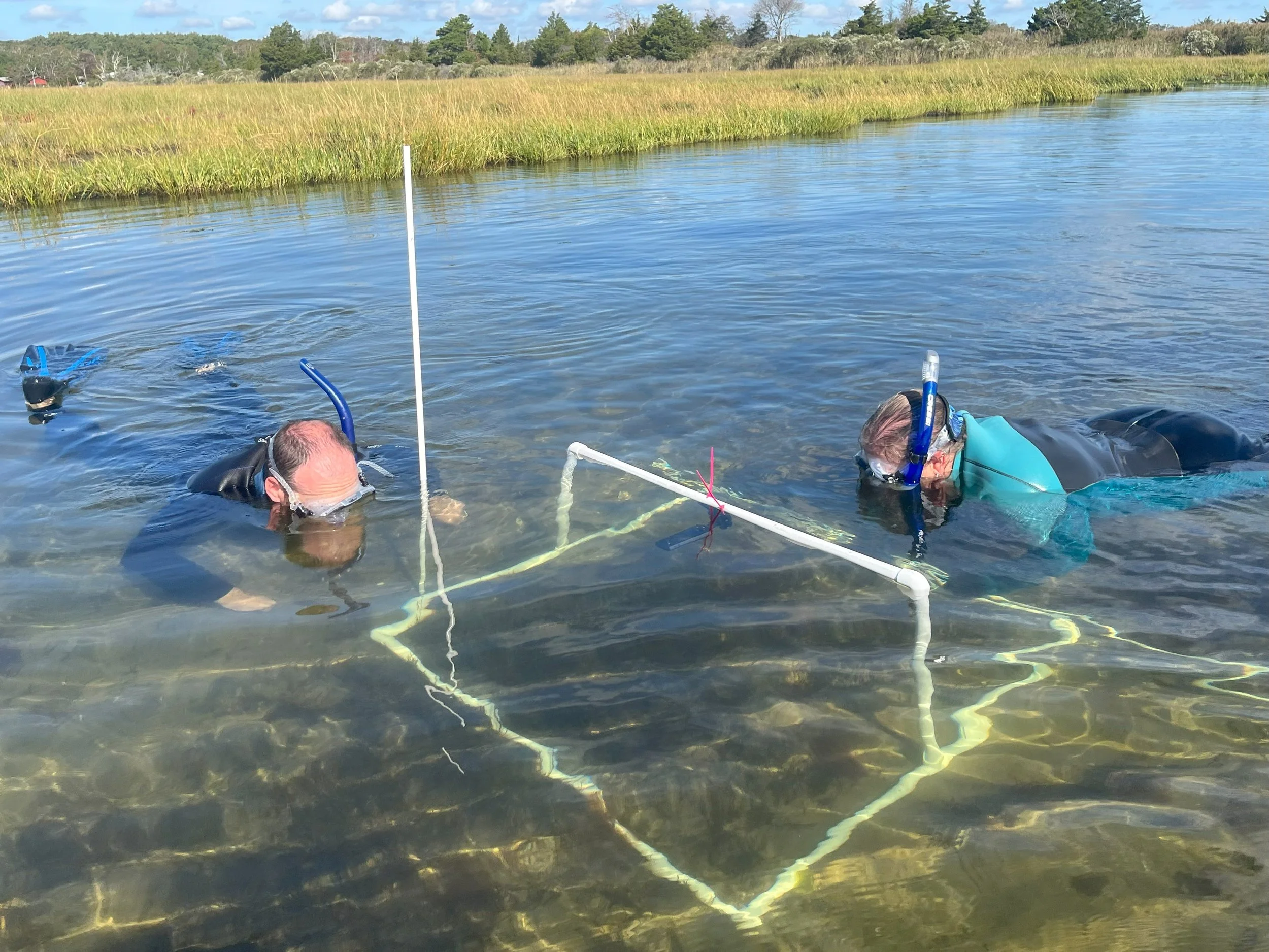 Living Shoreline Restoration Project