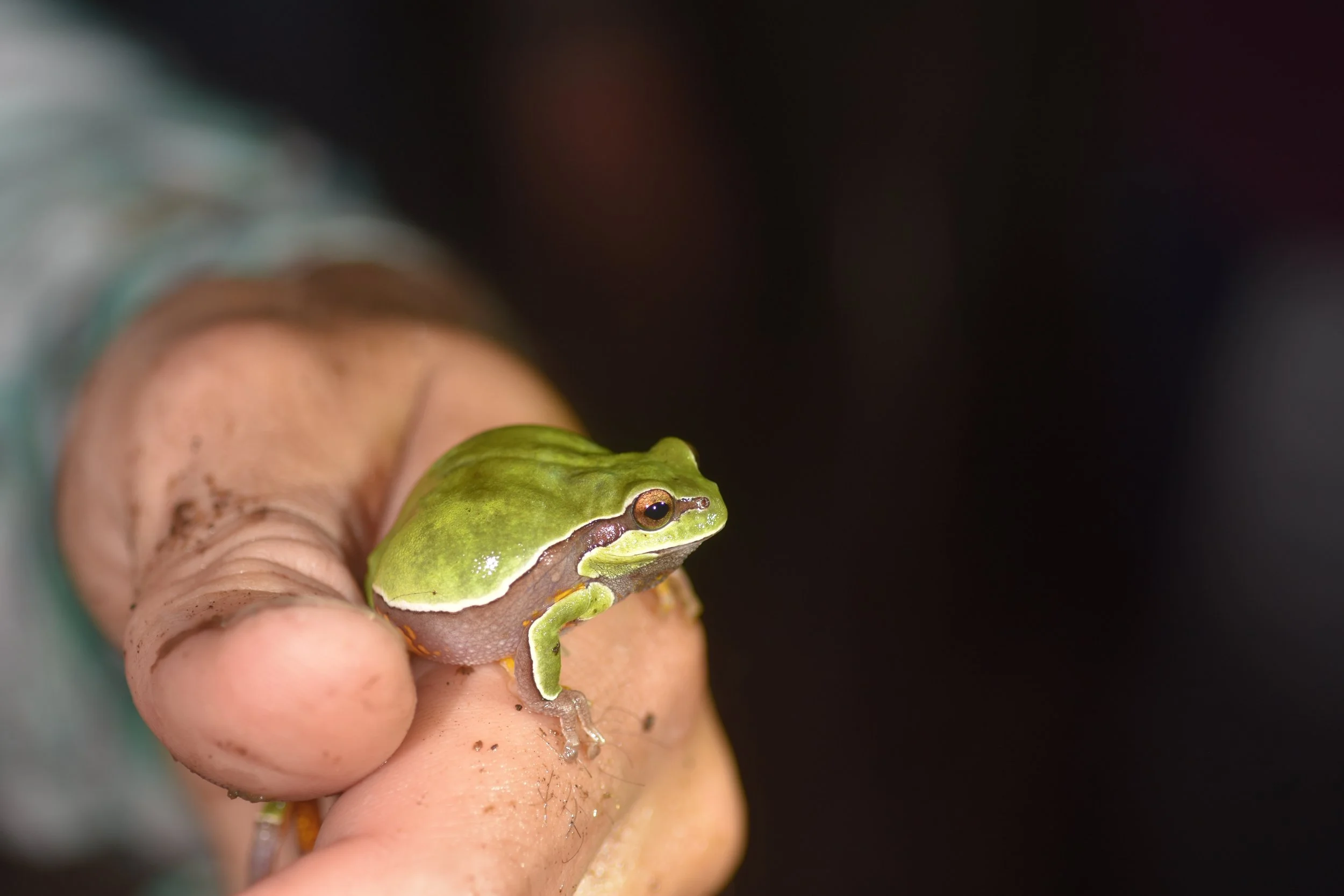 BioBlitz at the Lighthouse Center