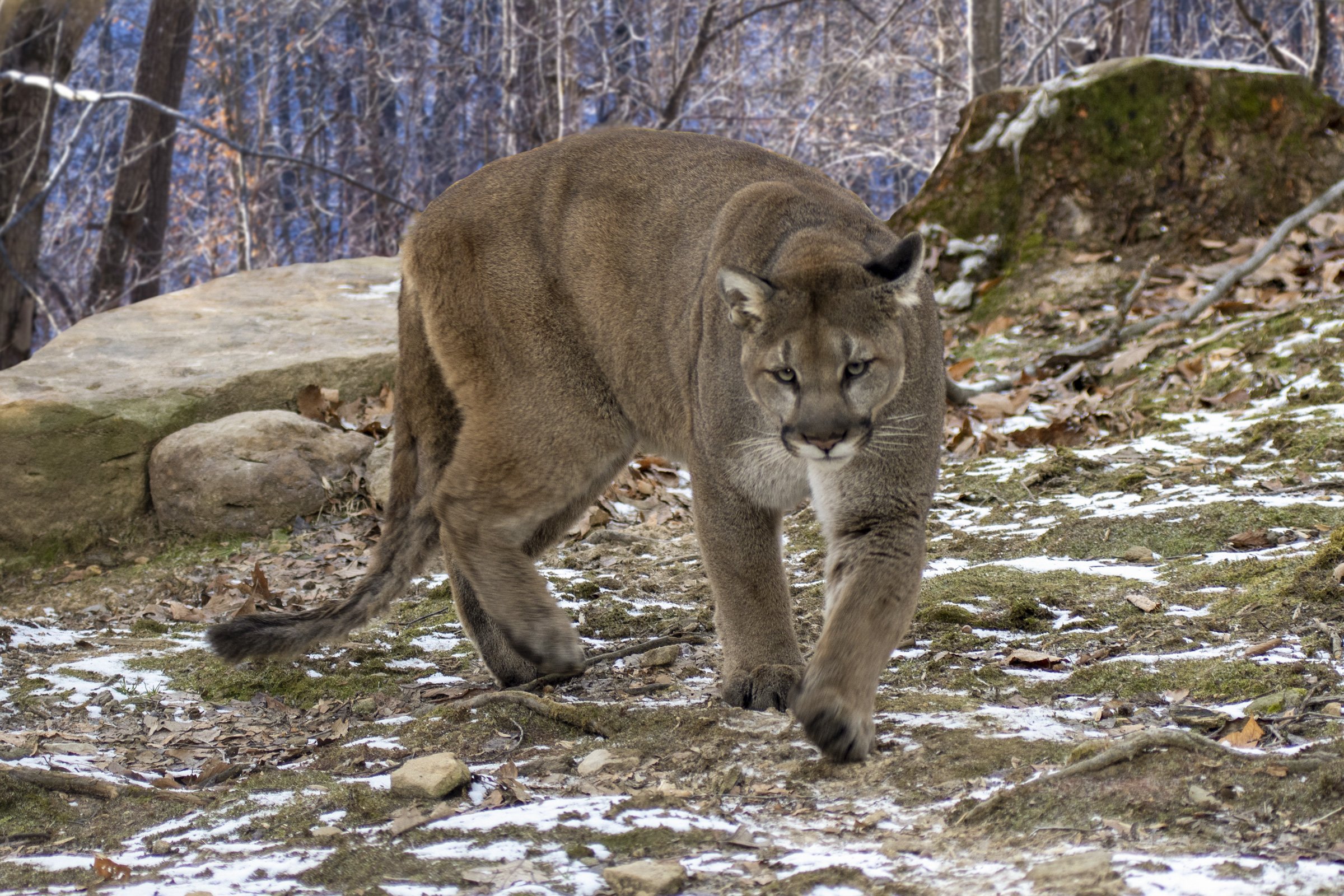 KL-Environmental-Wildlife-Monitoring-Footer.jpg