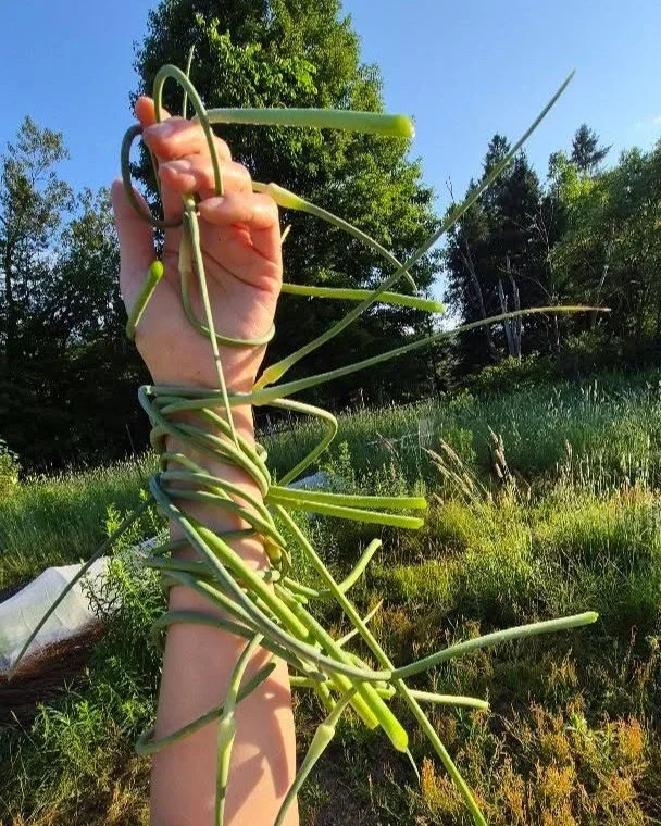 Le jardin collectif prend ses couleurs. 🌱

&Agrave; l'Usine, les locataires ont acc&egrave;s &agrave; une parcelle de culture tout juste sur le terrain arri&egrave;re, o&ugrave; ils peuvent faire pousser l&eacute;gumes, fleurs et plantes.

Fleurs d'