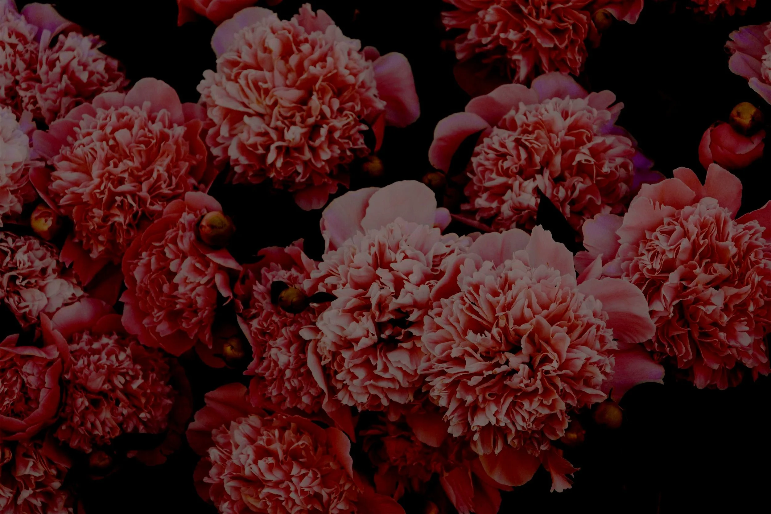 Pink carnations and buds on a dark background