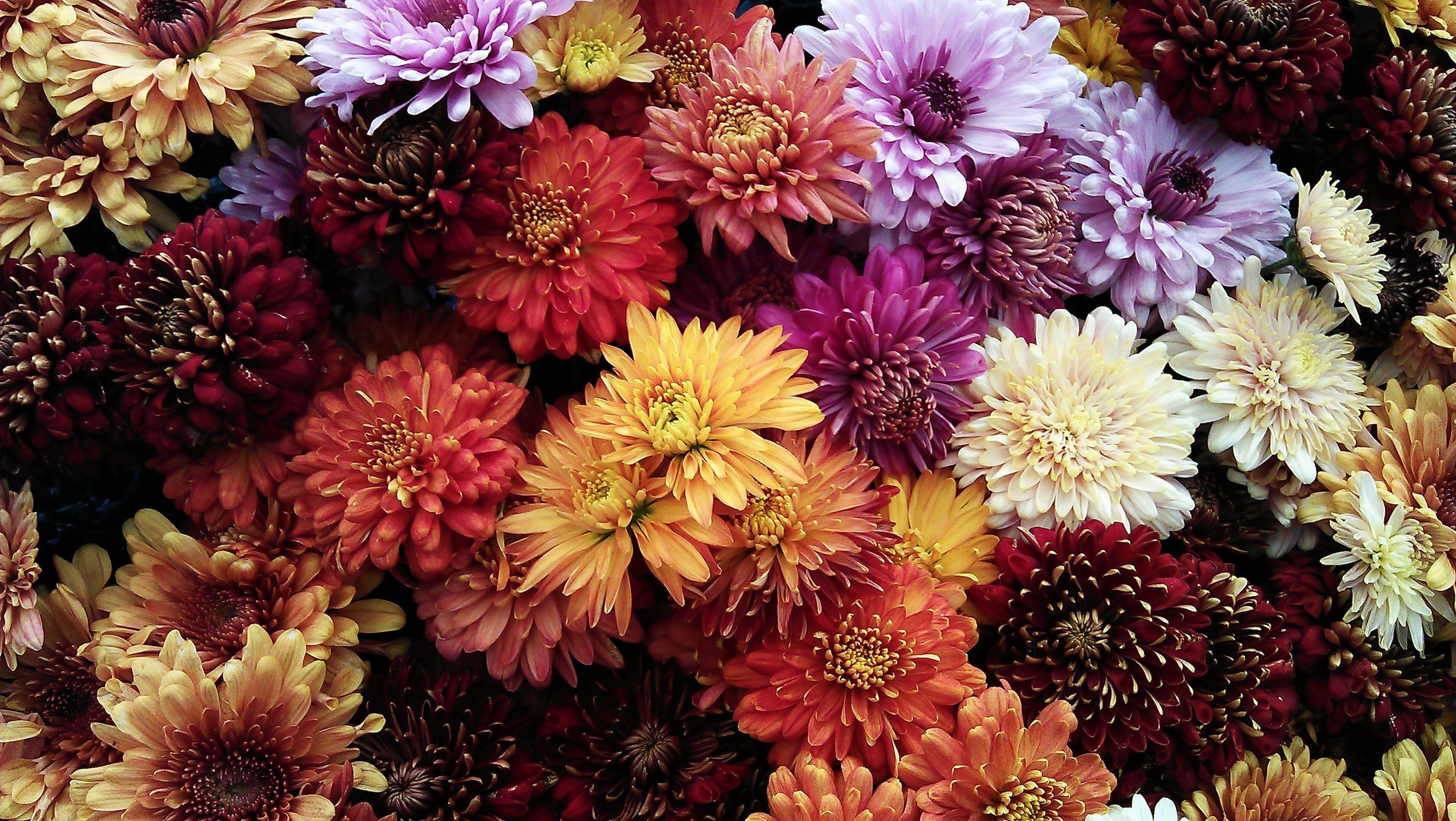 Close-up of colorful chrysanthemums in shades of red, pink, yellow, purple, cream, and maroon.