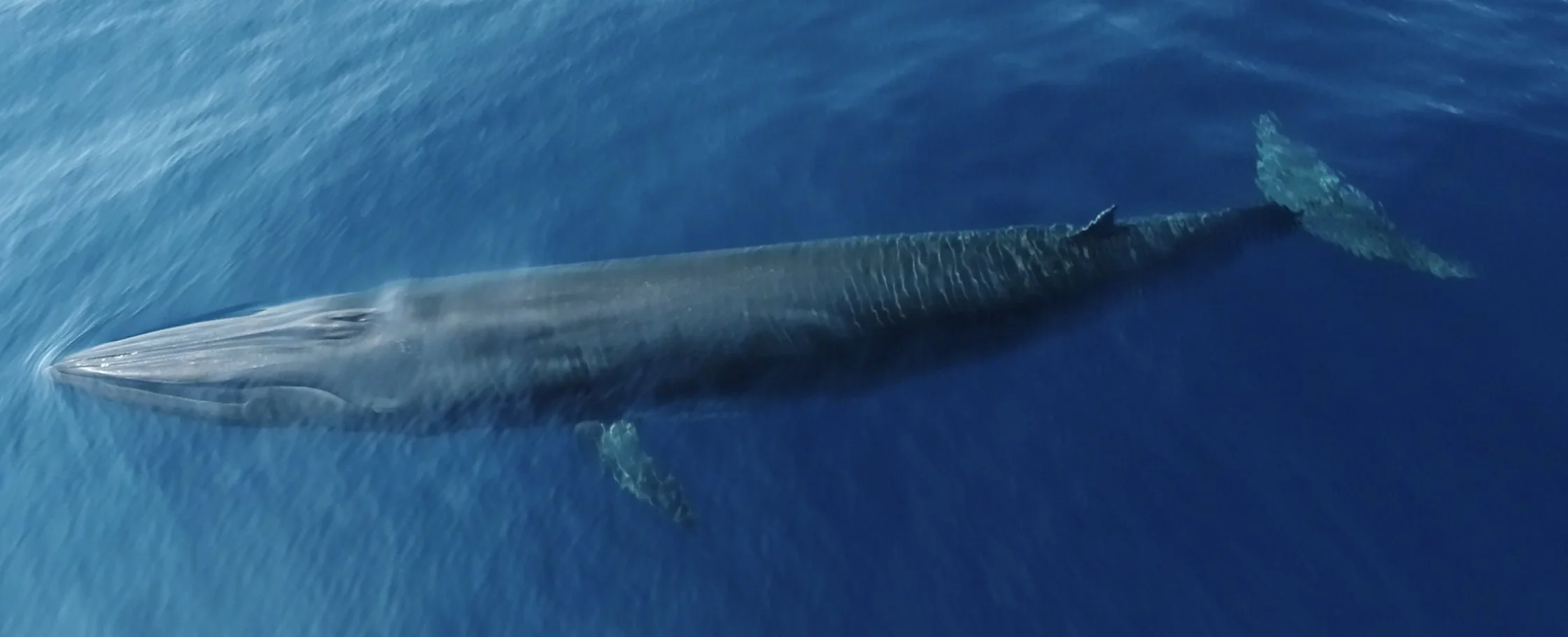 A Rice’s whale photographed using a drone. Credit: NOAA Fisheries/Ocean Alliance (Permit # 21938)