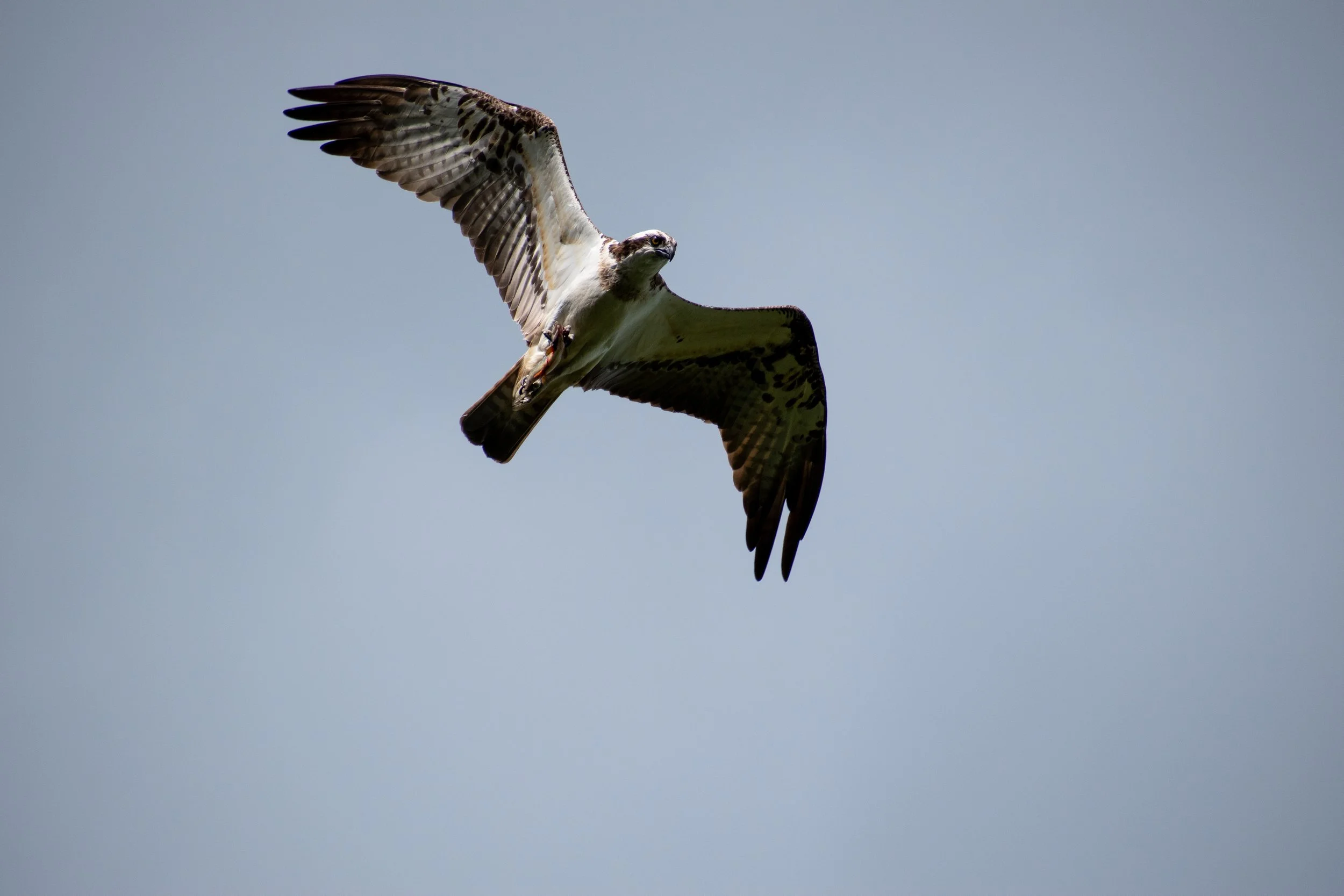 Ospreys in the Tweed Valley