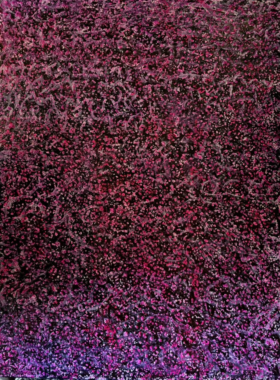 Cherry Blossoms up close