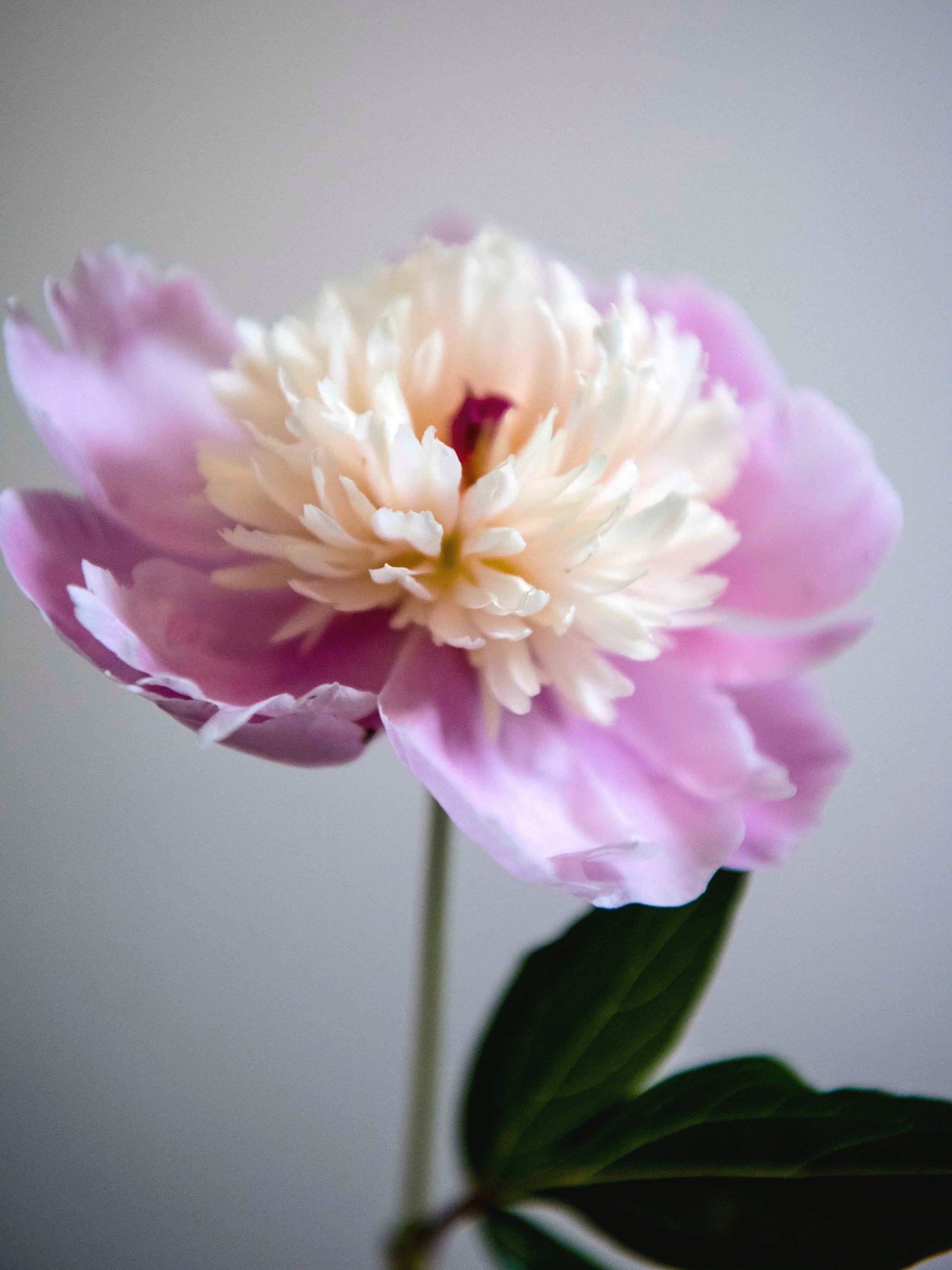 flowers from my garden