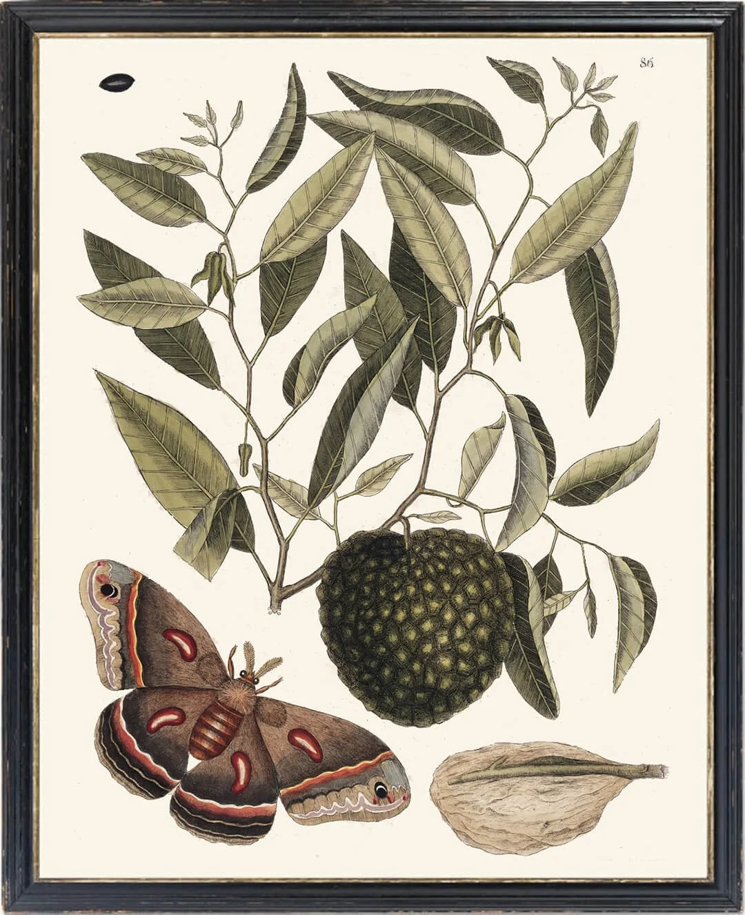 Botanical prints