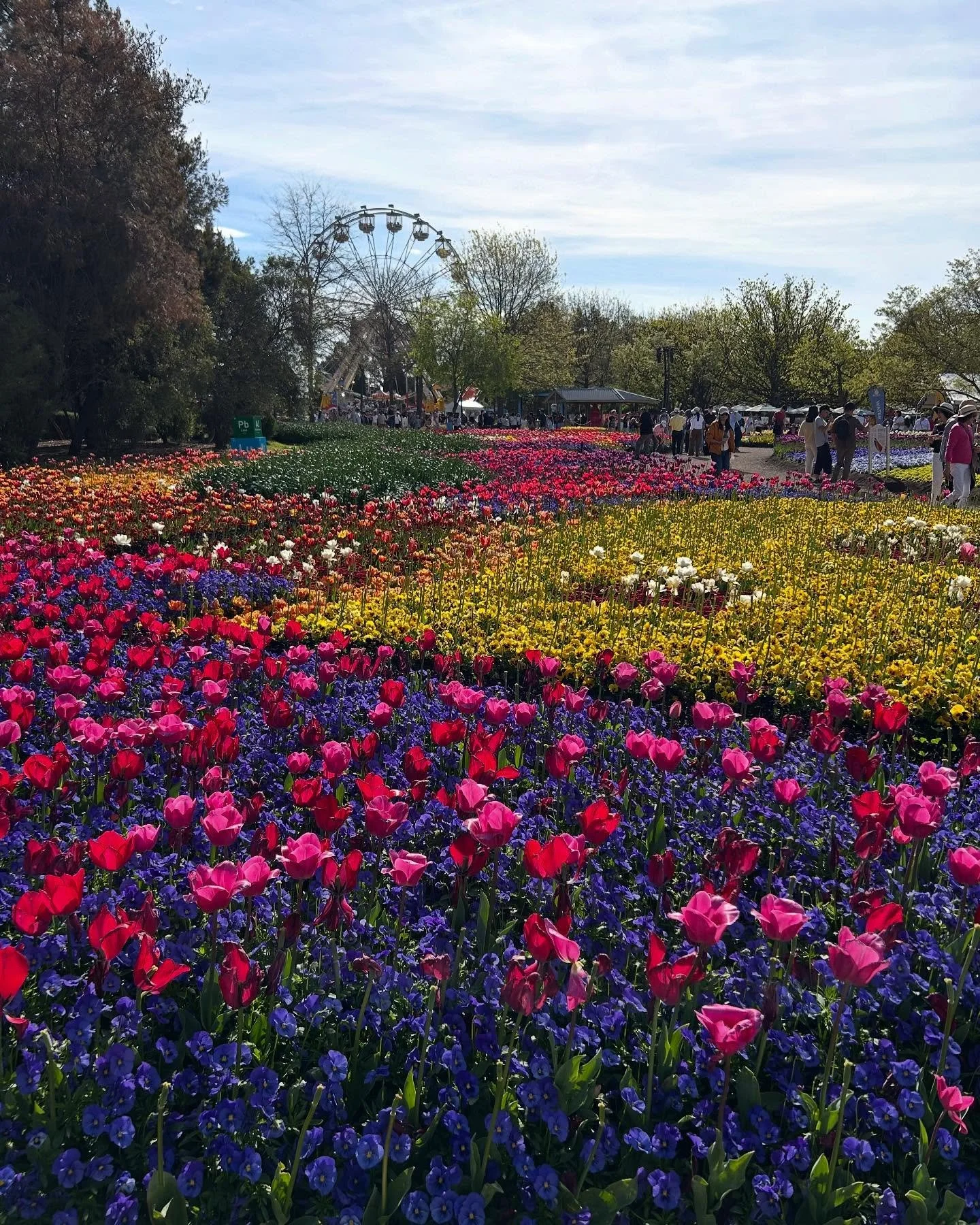 Floriade Canberra, 1st time here 🌺🌸🌼🌻🌹🪻🌷