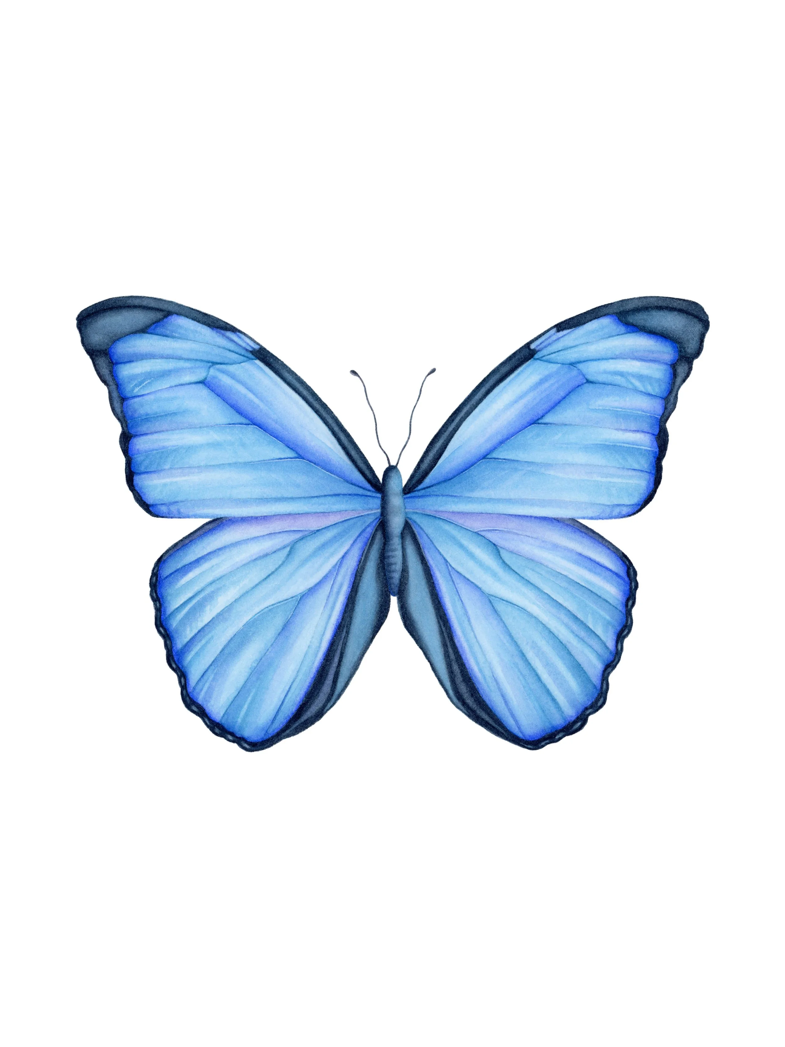 The Blue Morpho Butterfly - Watercolour on paper - 9x12 inch