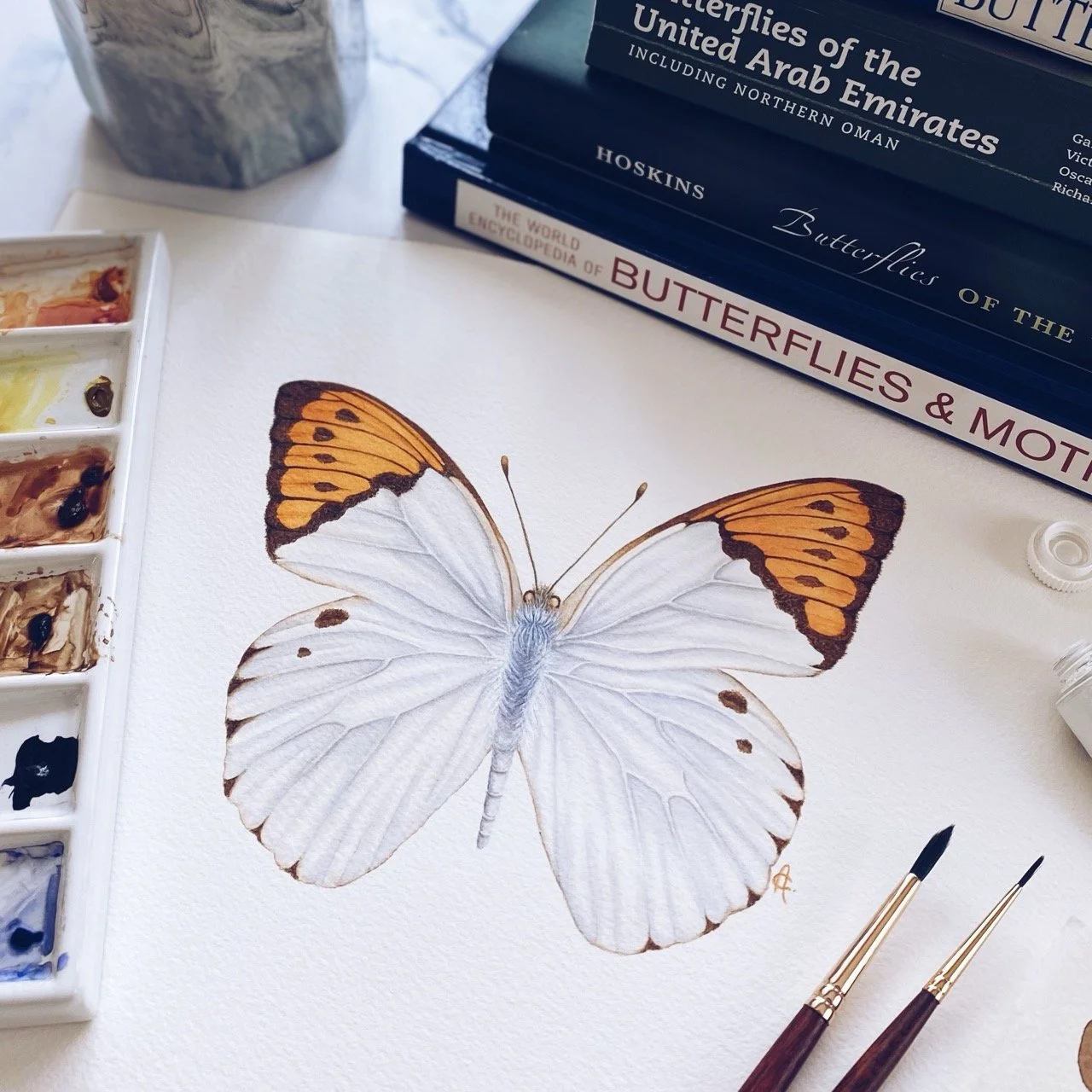 Watercolour Butterflies: from Sketch to finished Painting