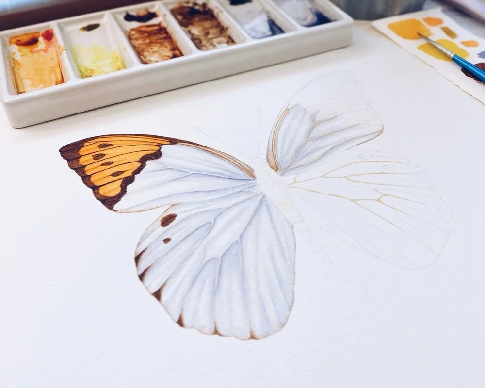Alma+Colours+-+Great+Orange+Tip+Butterfly+Painting+Process+2.jpg