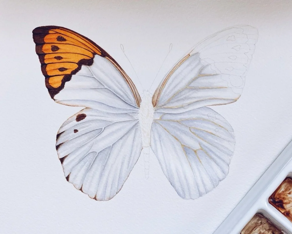Alma+Colours+-+Great+Orange+Tip+Butterfly+Painting+Process+3.jpg