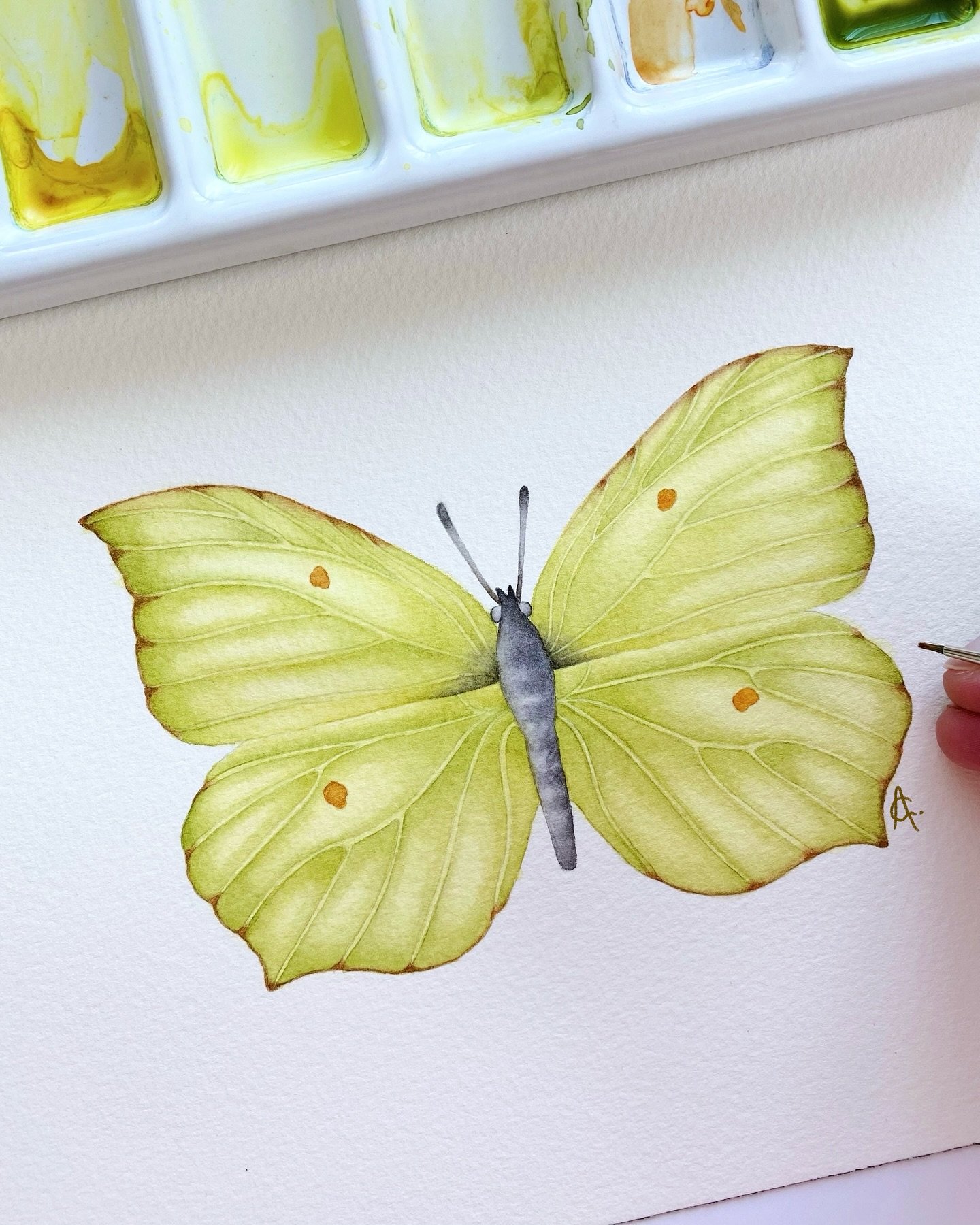 Ever wondered where the word butterfly comes from?

Some believe it all started with this one, the Yellow Brimstone (Gonepterix rhamni), once known as the &ldquo;butter-coloured fly&rdquo;.

With wings shaped like leaves and a soft greenish-yellow hu