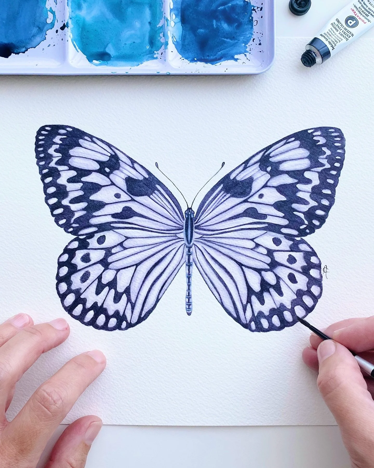 Idea leuconoe, also known as the Paper Kite or Large Tree Nymph butterfly. Native to South East Asia, this gorgeous butterfly has striking black and white wings and a slow, graceful flight.

One of its most curious traits? It can move its head from s