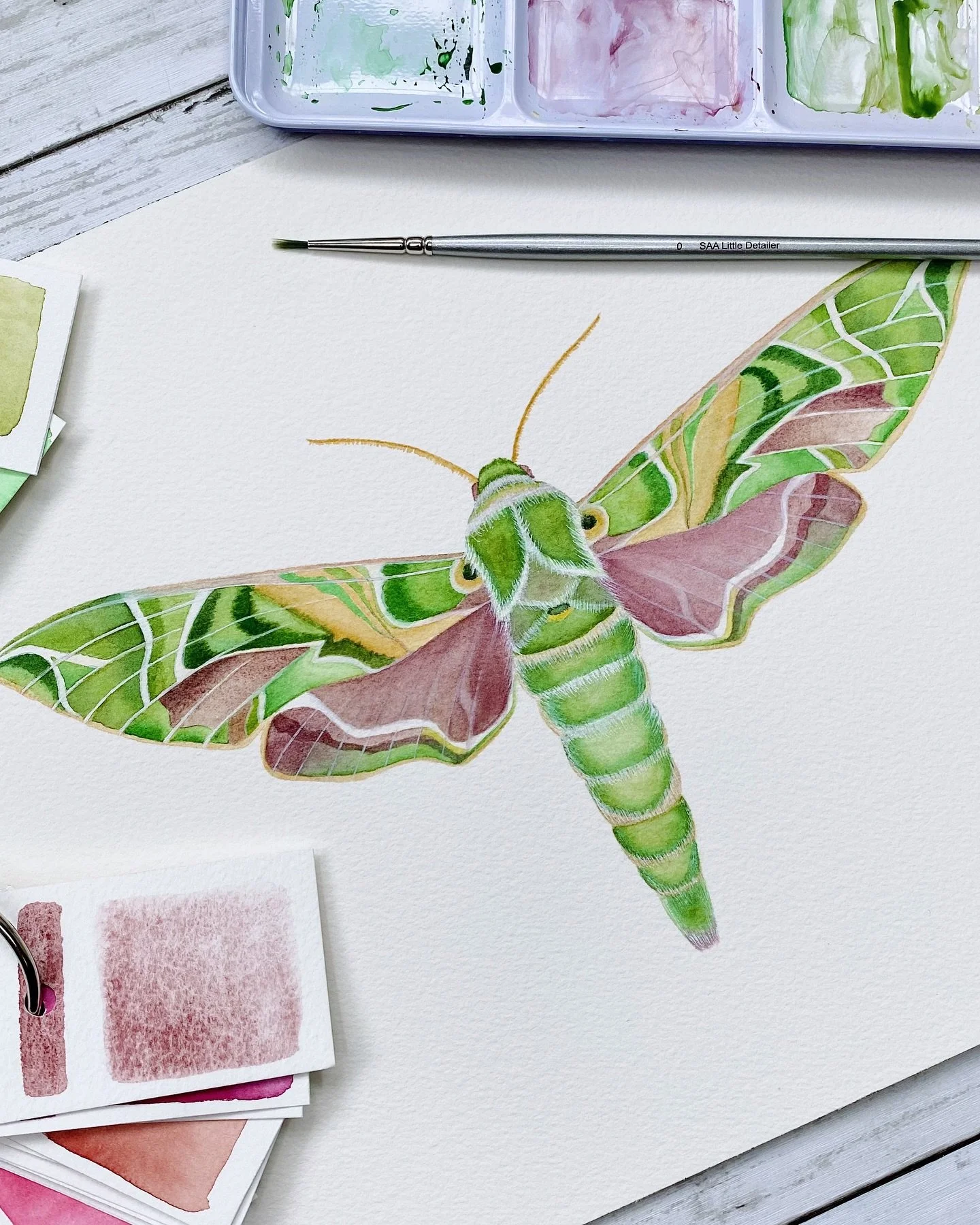 Week 44 of the #wildlifepaintingchallenge2025: Moth. This one is for my super talented friend @isabelconradi.art 💚 If you don&rsquo;t know Isabel&rsquo;s work, go check her out, she&rsquo;s amazing!
I painted the Daphnis nerii, also called the Olean