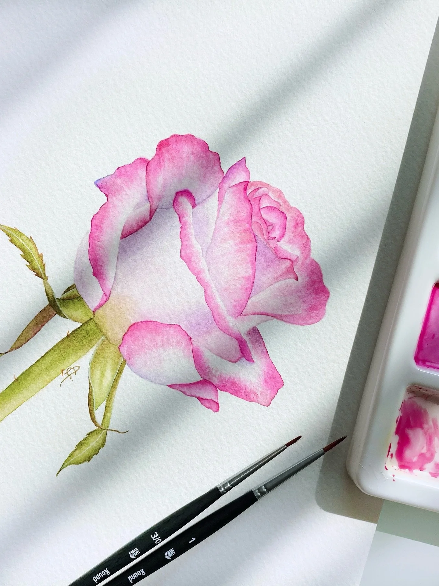Finished this watercolour rose as the morning light moved across the table. The best way to start the day🌹☀️

#watercolourart #floralwatercolour #botanicalpainting #watercolourartist #rosepainting