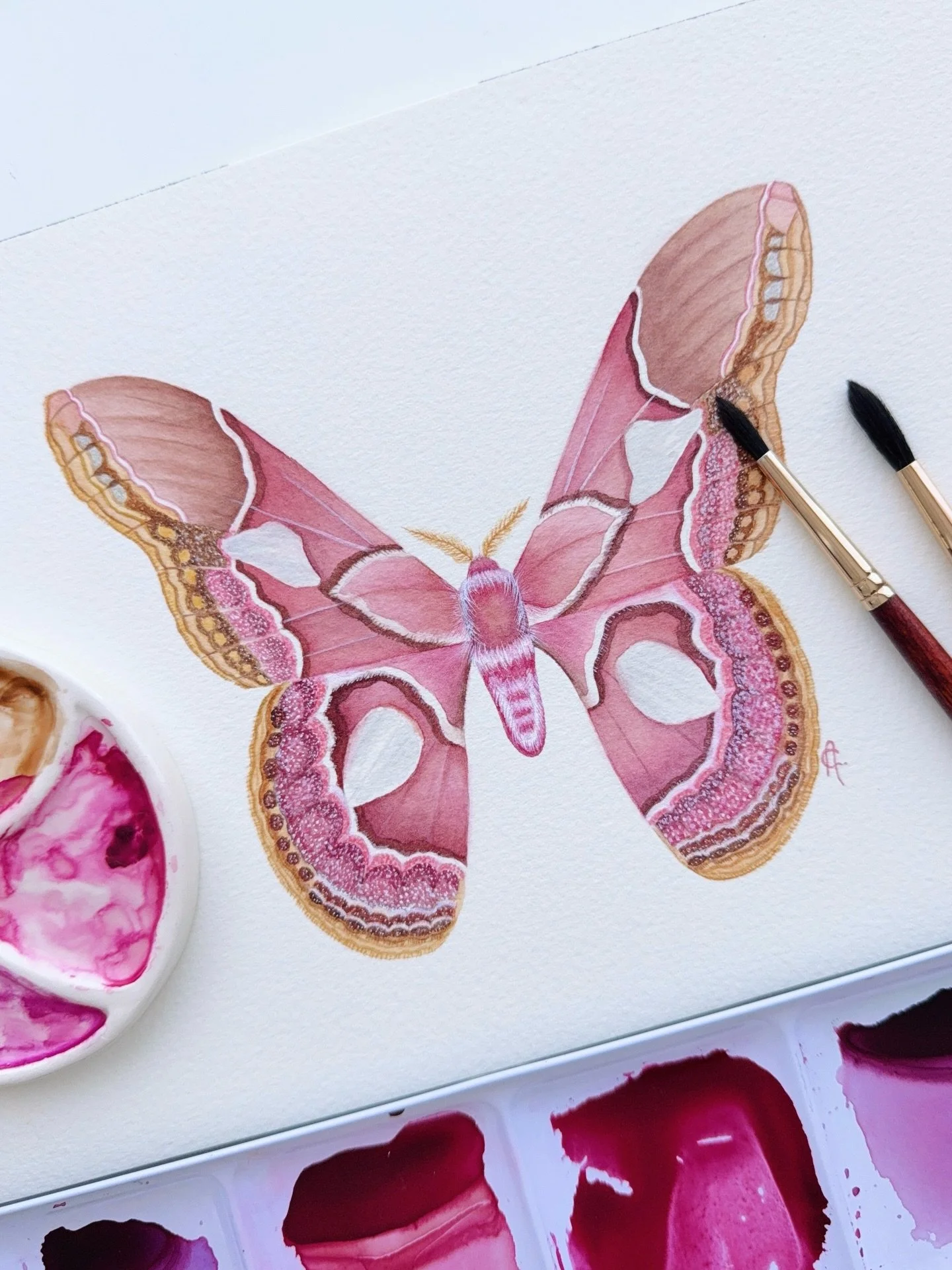 Rothschildia erycina, most commonly known as the Rothschild&rsquo;s moth. 

This striking silk moth (family Saturniidae) is mostly found in South and Central America and was named in honour of Lord Walter Rothschild, a British naturalist known for hi