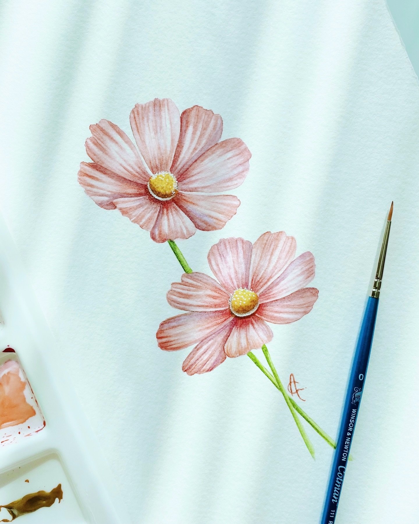 Watercolour pink cosmos 🌸

These delicate flowers are often associated with harmony, peace and joy. I love how simple they look at first glance, yet each petal holds so many subtle shifts of colour!

#cosmosflowers #watercolourflowers #watercolorflo