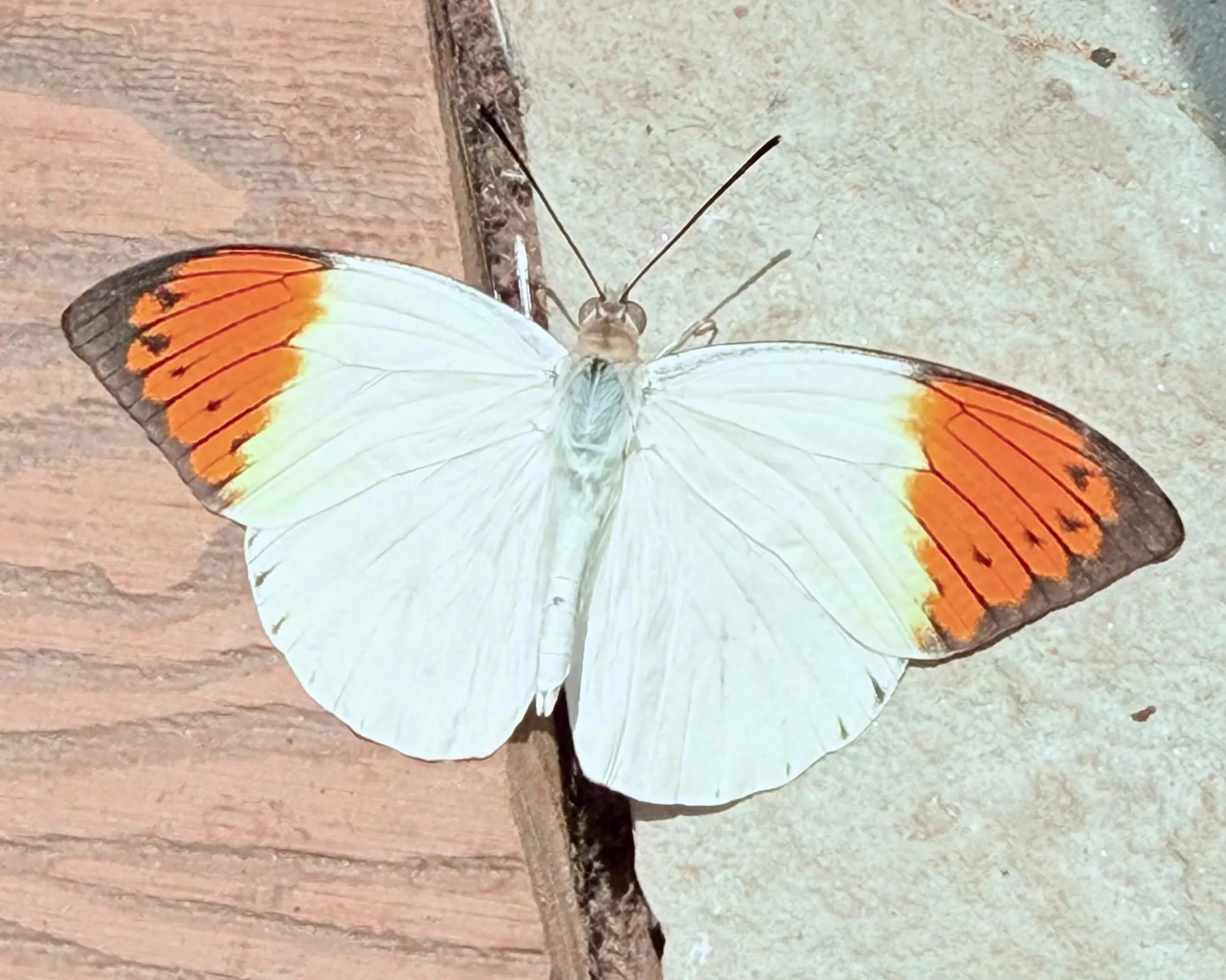Hebomoia+glaucippe+Alma+Colours.jpg