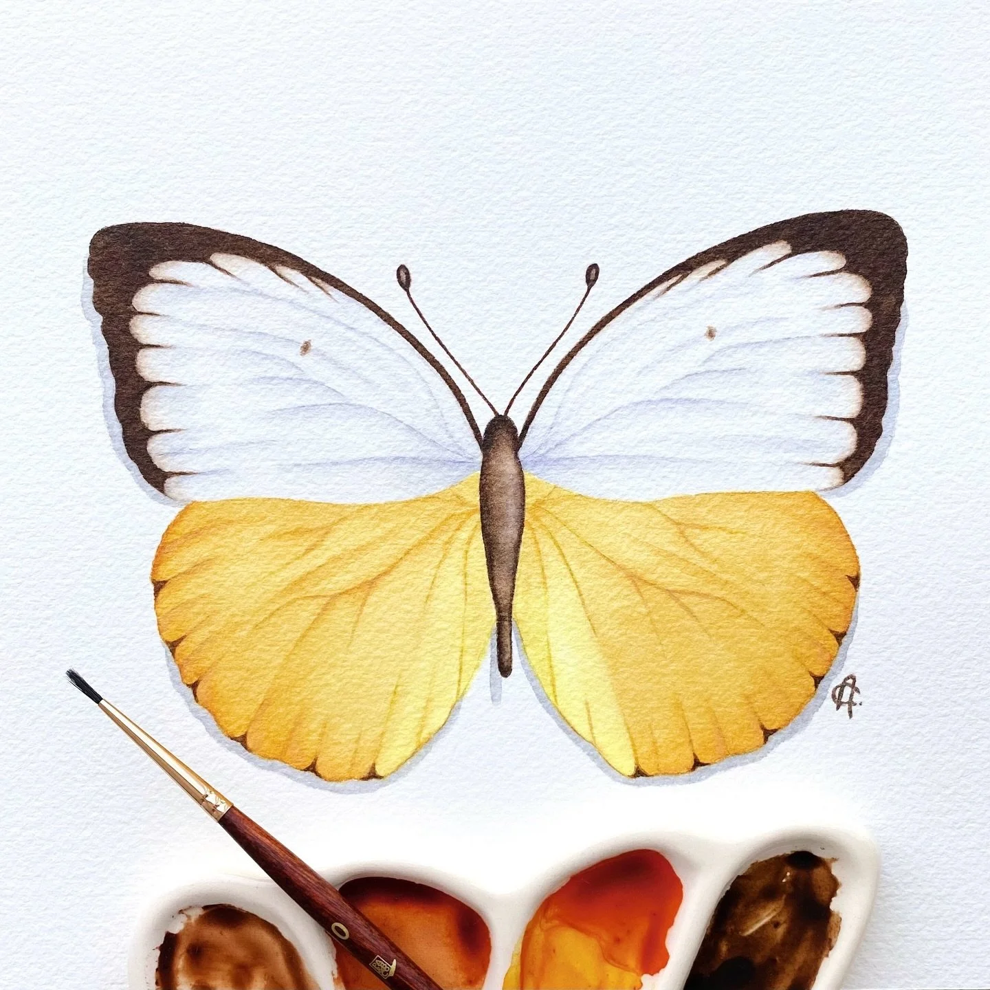 The Orange Migrant butterfly (Catopsilia scylla) is found across Southeast Asia and Australasia. With a wingspan of around 5 centimetres and warm yellow-orange tones, this beauty may be small, but it is known for being a strong, fast flyer that can t