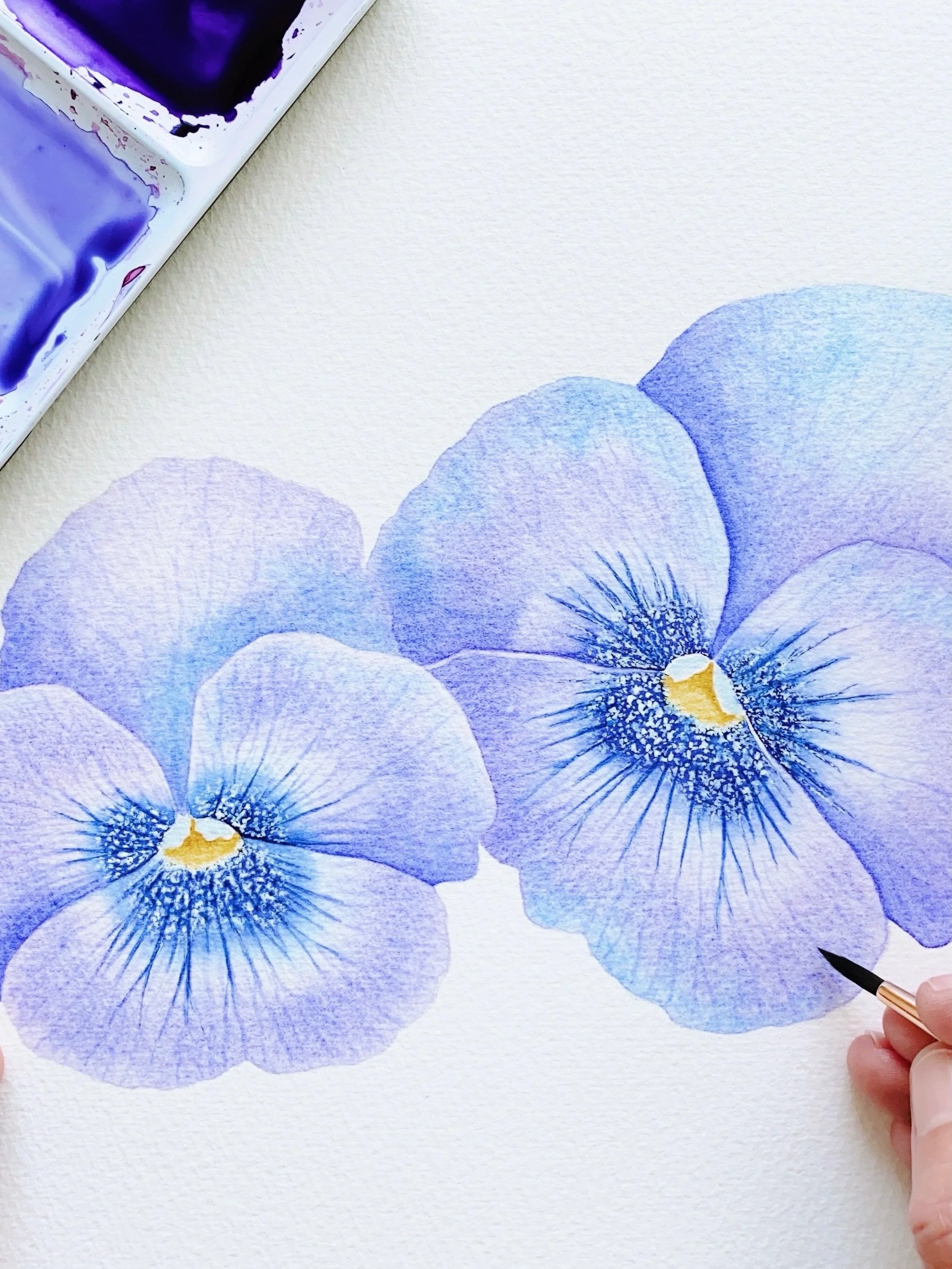 Watercolour pansies.

Did you know their name comes from the French word pens&eacute;e, meaning &ldquo;thought&rdquo;? In Victorian times, they were given to show someone you cared, that they were in your thoughts ✨

There is also a beautiful legend 