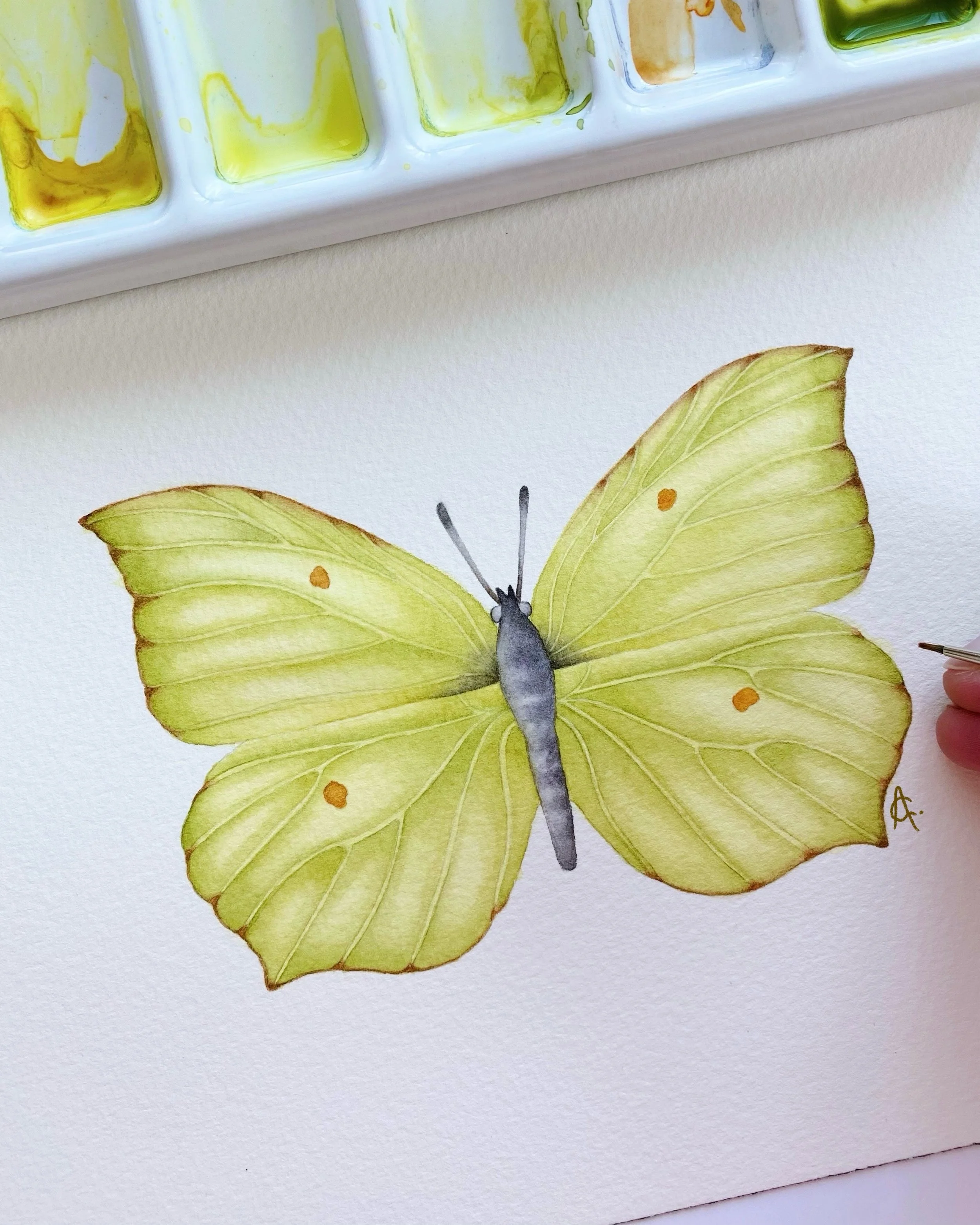 Ever wondered where the word &ldquo;butterfly&rdquo; comes from? Some believe it began with this species, the Brimstone (Gonepterix rhamni) once known as the &ldquo;butter-coloured fly&rdquo;.

With wings shaped like leaves and a soft greenish-yellow