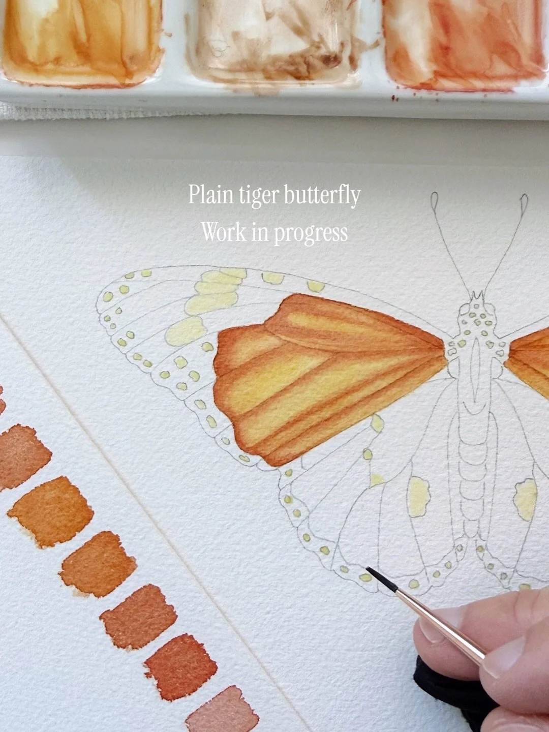 Plain Tiger butterfly (Danaus chrysippus) watercolour painting in progress. 

Also known as the African Monarch and one of the largest butterflies in the UAE. This one has been a slow careful process, started with a detailed sketch, now building form