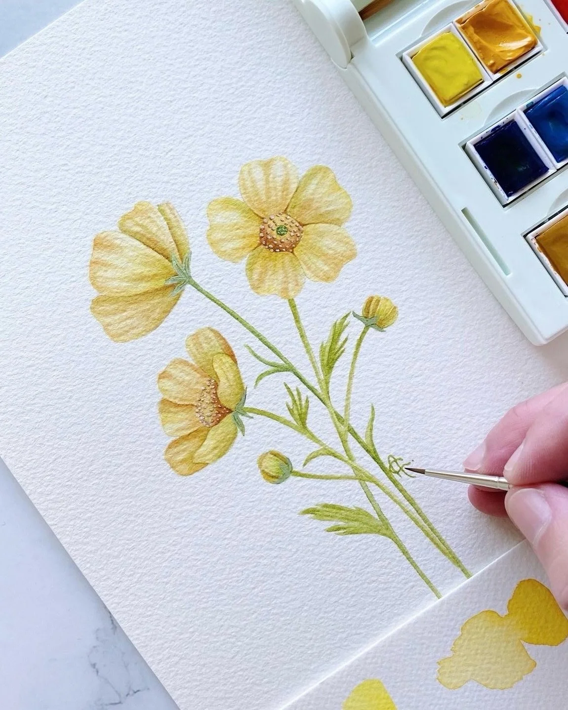 Buttercups 🌼

In the language of flowers, buttercups mean charm, humility and joy.

Their Latin name, Ranunculus, means &ldquo;little frog&rdquo; because they often grow in damp meadows where frogs live. In old folklore, some believed the flowers he