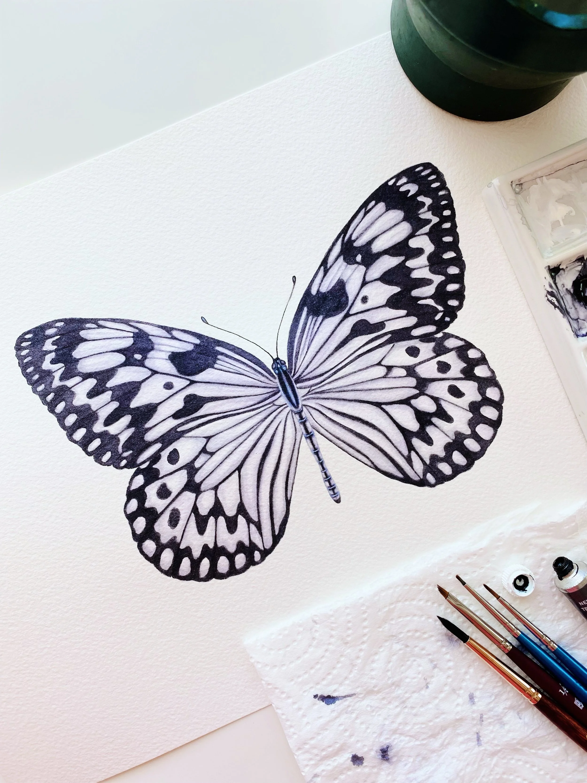 THE PAPER KITE (Idea leuconoe) watercolour painting.

Also known as the Ricepaper or Large Tree Nymph, this butterfly is found across parts of Southeast Asia, including Malaysia, the Philippines, Taiwan, Indonesia, and the Ryukyu Islands of Japan. It