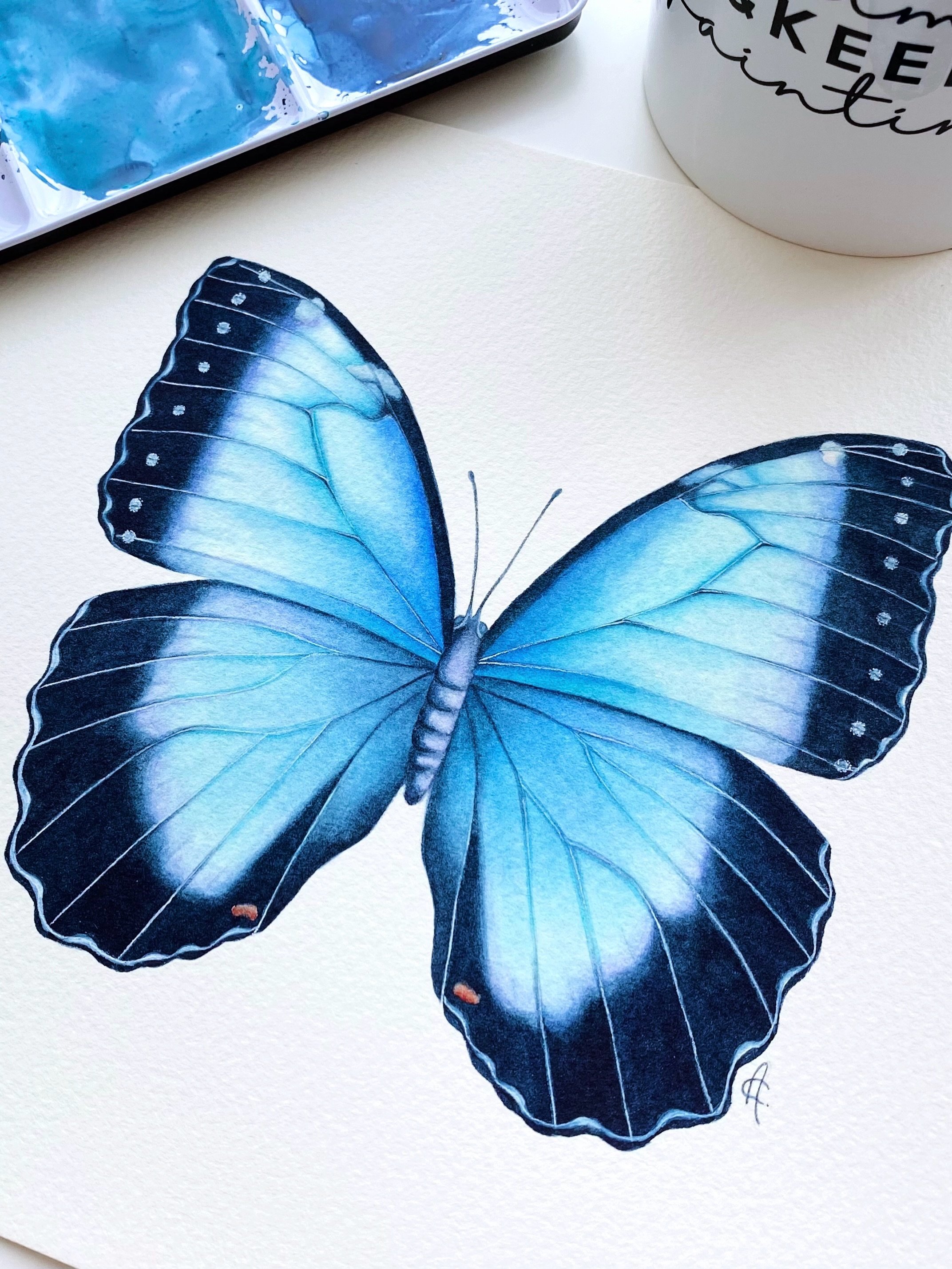 The Common Morpho (Morpho peleides), is one of the most widely distributed Morpho species, found from Mexico and Central America down to Paraguay. With a wingspan of around 13&ndash;20 cm, it is a wonderfully large and unmistakable butterfly.

Its lu