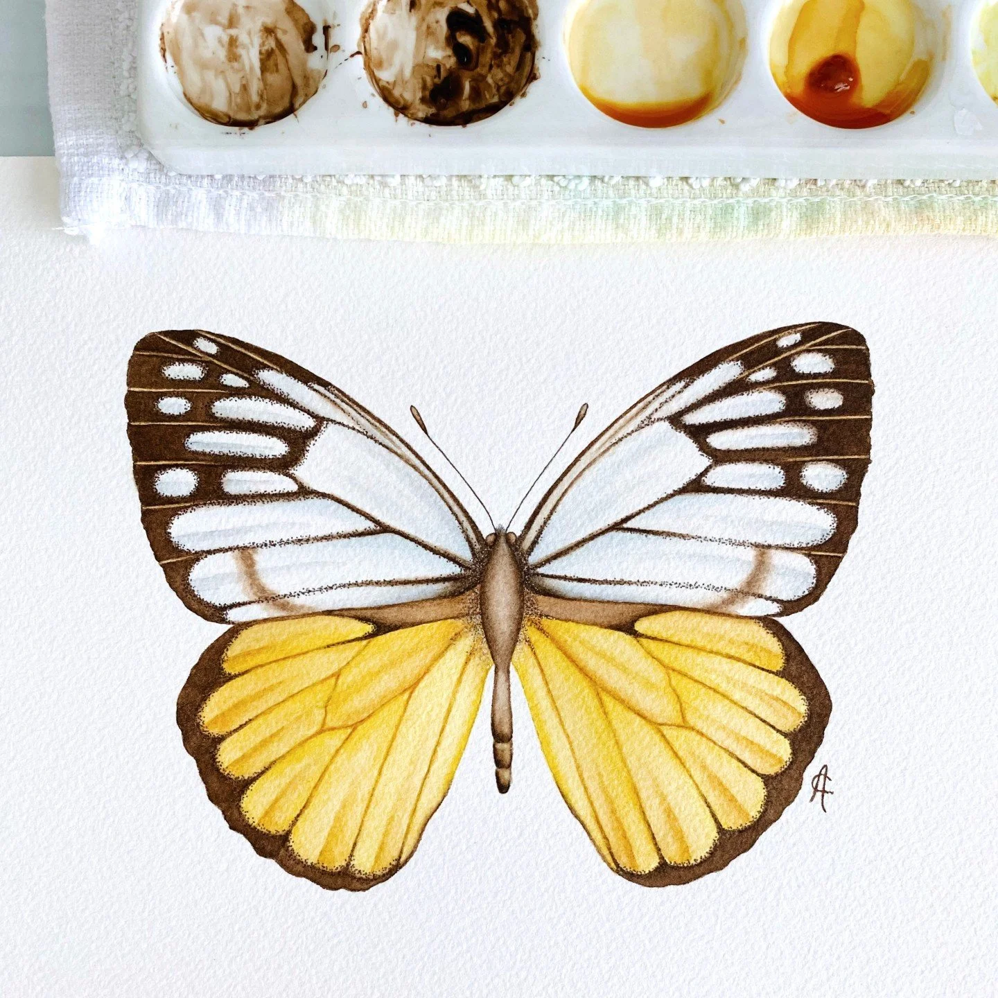 The Yellow Gull butterfly (Cepora aspasia) in watercolour 💛

Yellow butterflies are often seen as symbols of joy, optimism, and creativity. Their luminous wings feel like a reminder that brighter days and good news may be on their way, a sign of r
