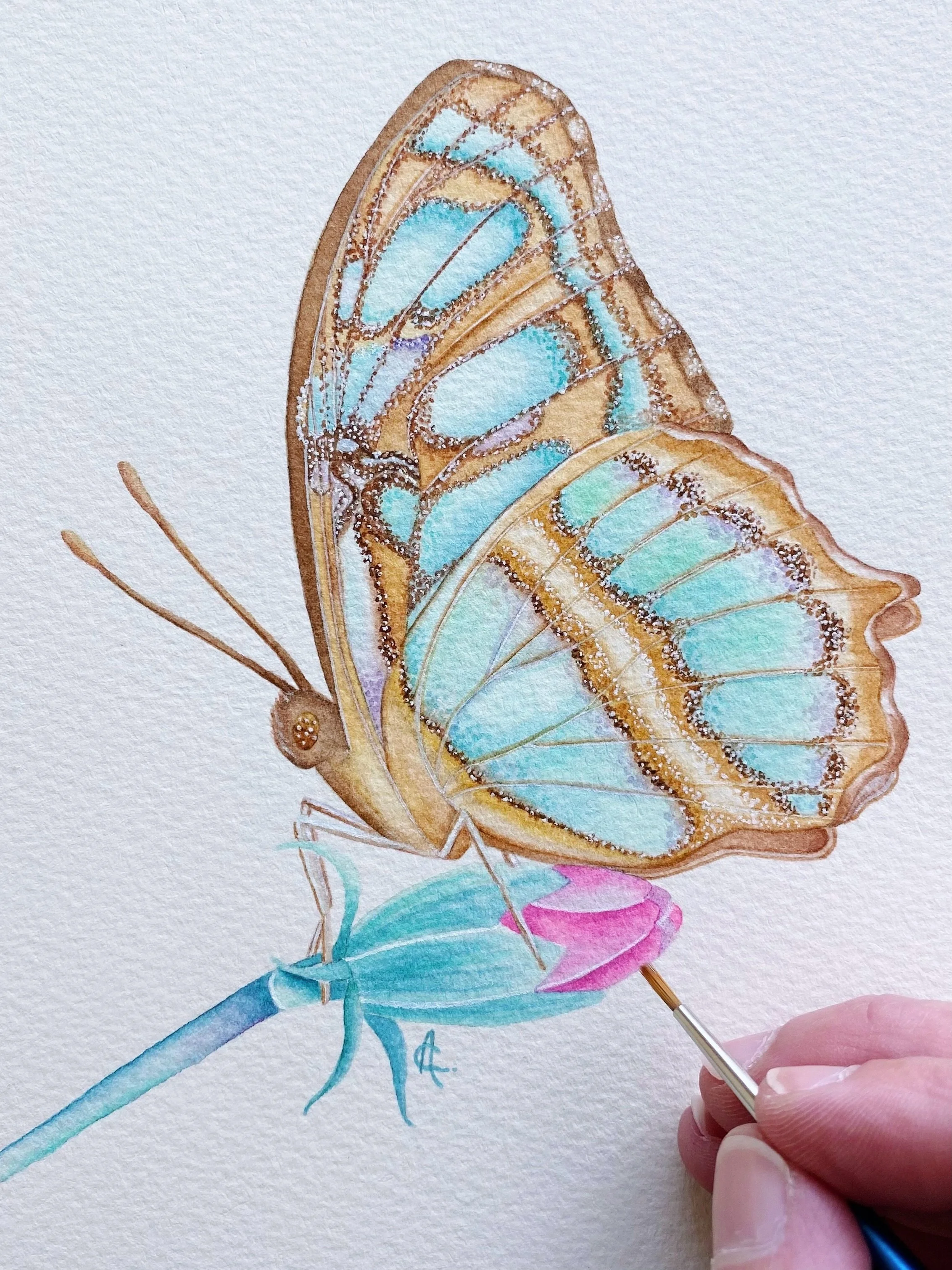 The Malachite butterfly, Siproeta stelenes, is named after the vivid green mineral. Its pattern is beautiful with its wings open, but in my opinion, it is even more striking when its wings are closed, like in this painting!

I was so lucky to see one
