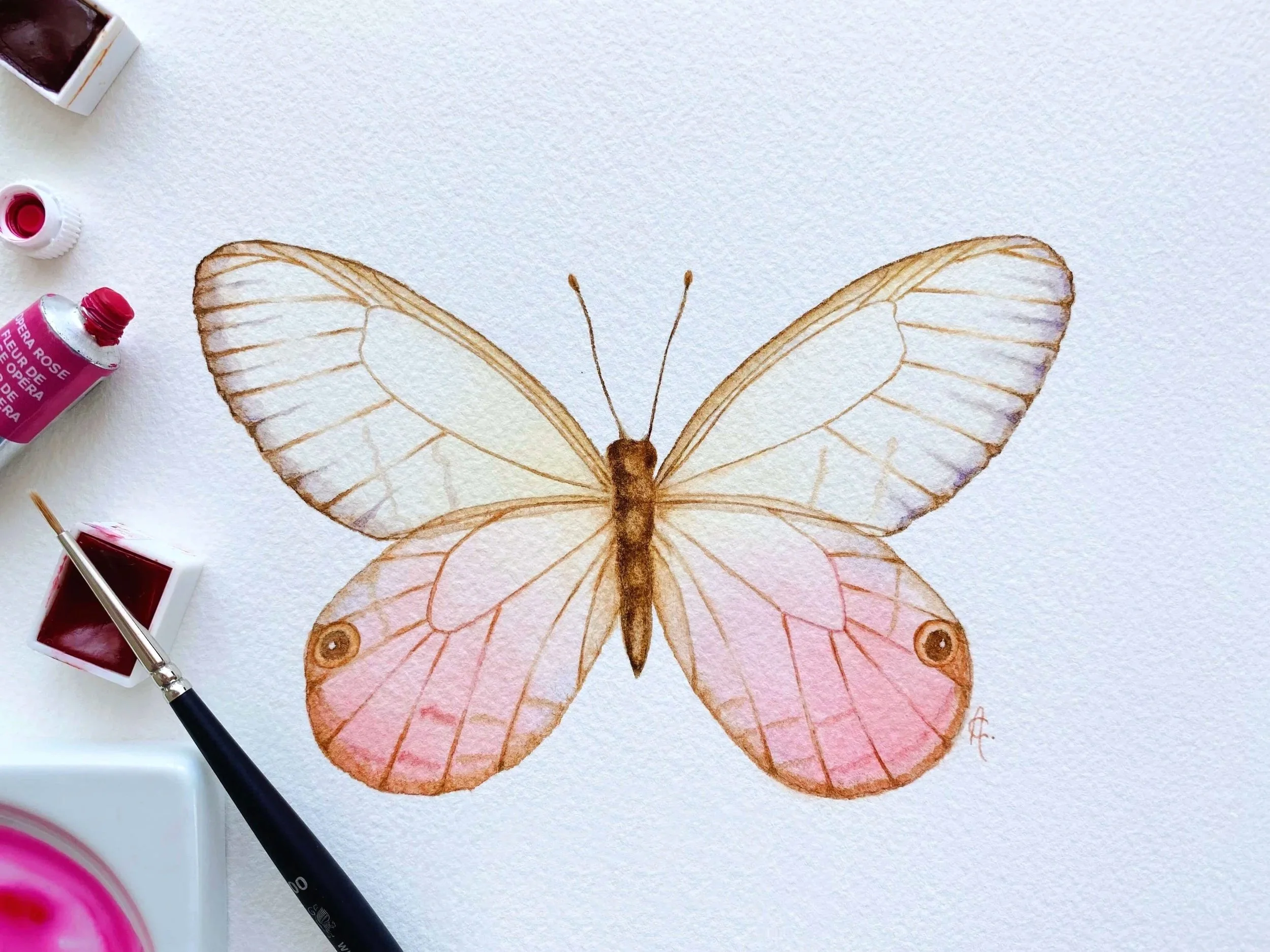 the+blushing+phantom+butterfly+-+Alma+Colours.jpg