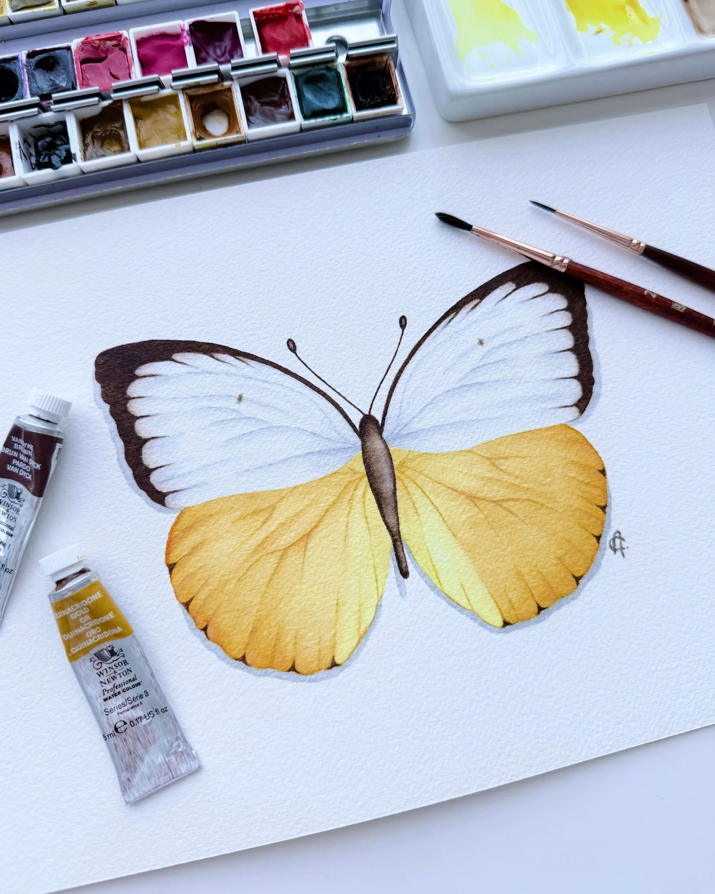 Catopsilia scylla butterfly Alma Colours.jpeg