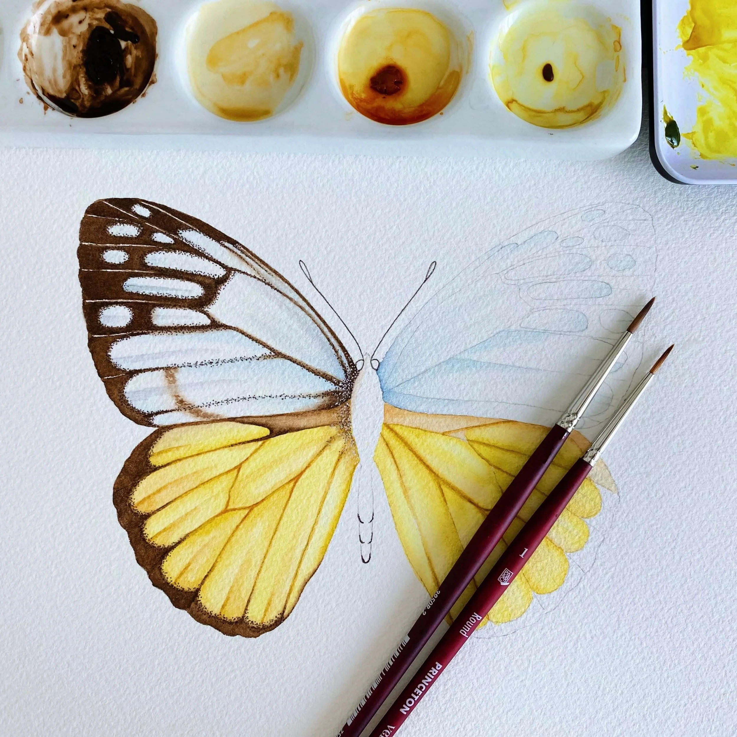 Cepora aspasia butterfly wip.jpg