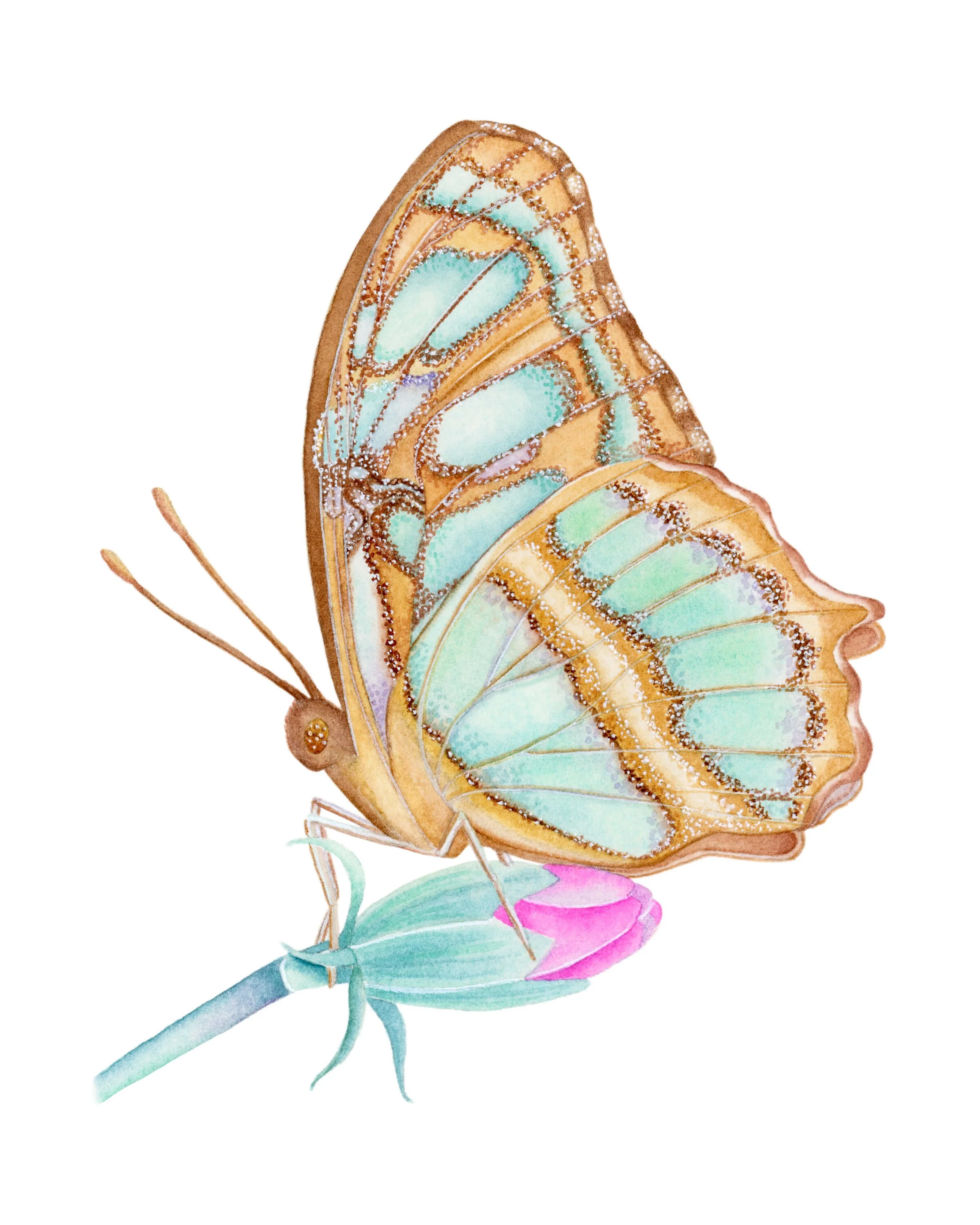 The Malachite Butterfly - Watercolour on paper - 7x10 inch