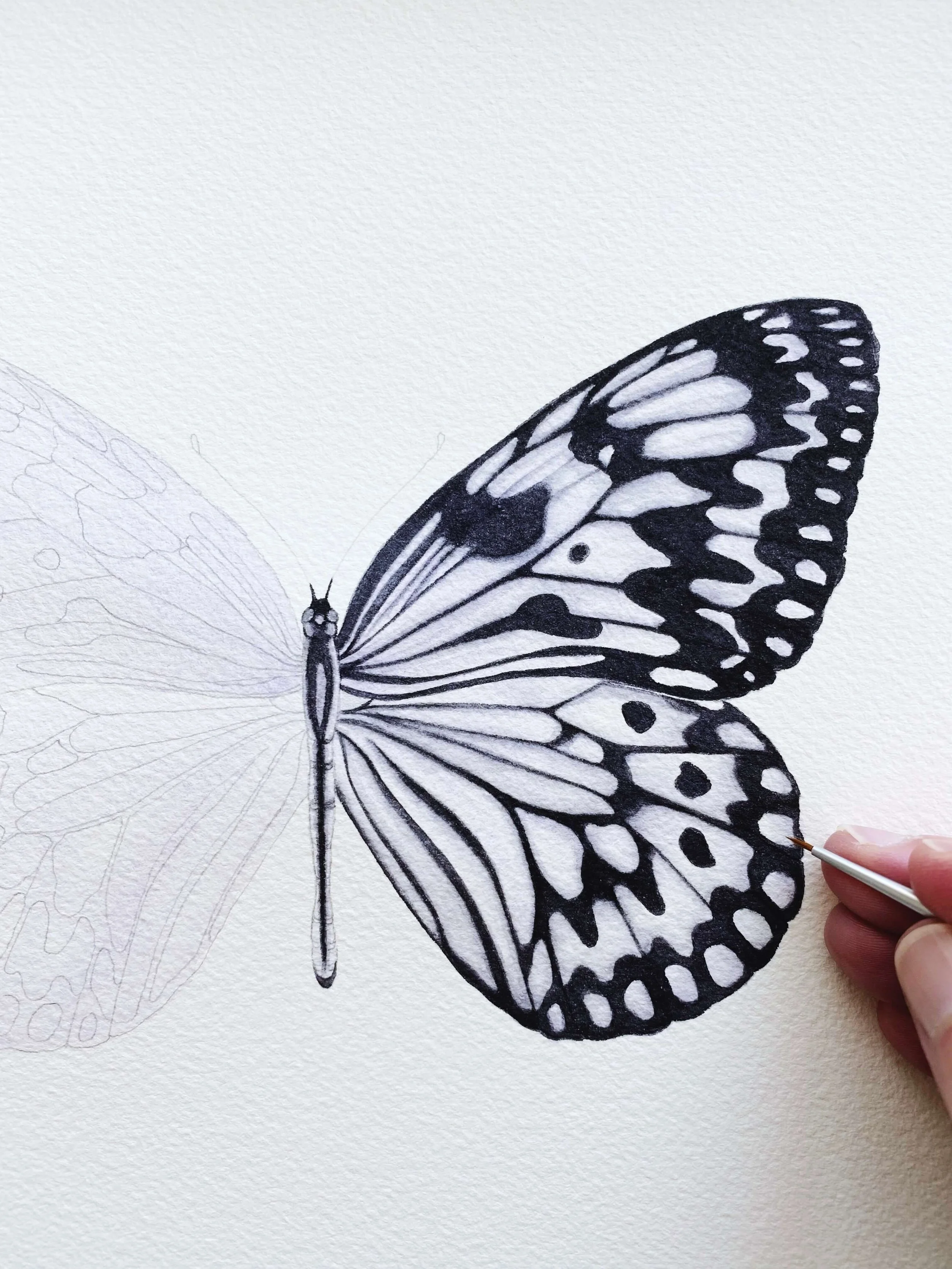 The Paper Kite Butterfly - Alma Colours - Work in progress.jpg
