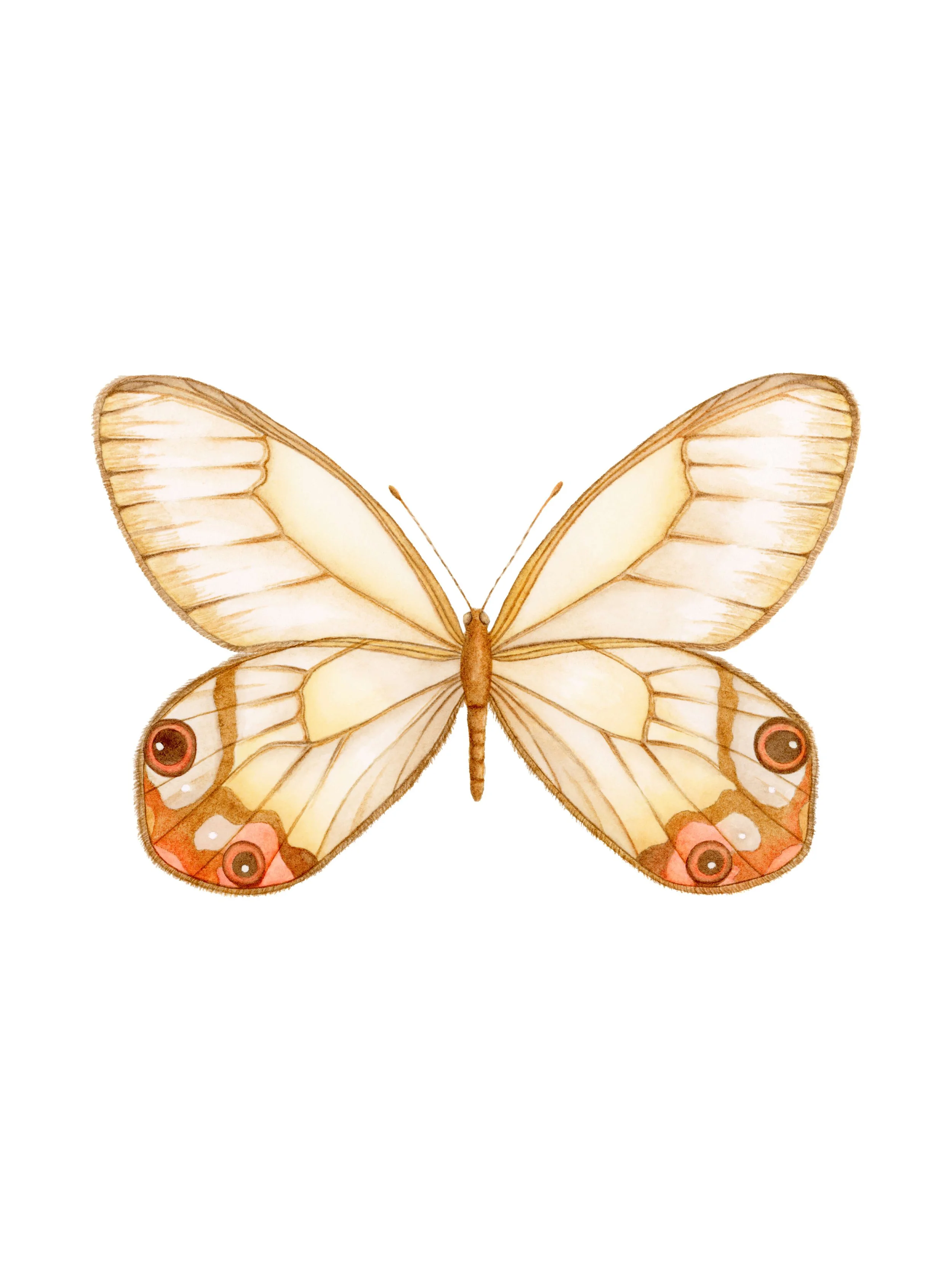 The Amber Phantom Butterfly - Watercolour on paper - 8x12 inch