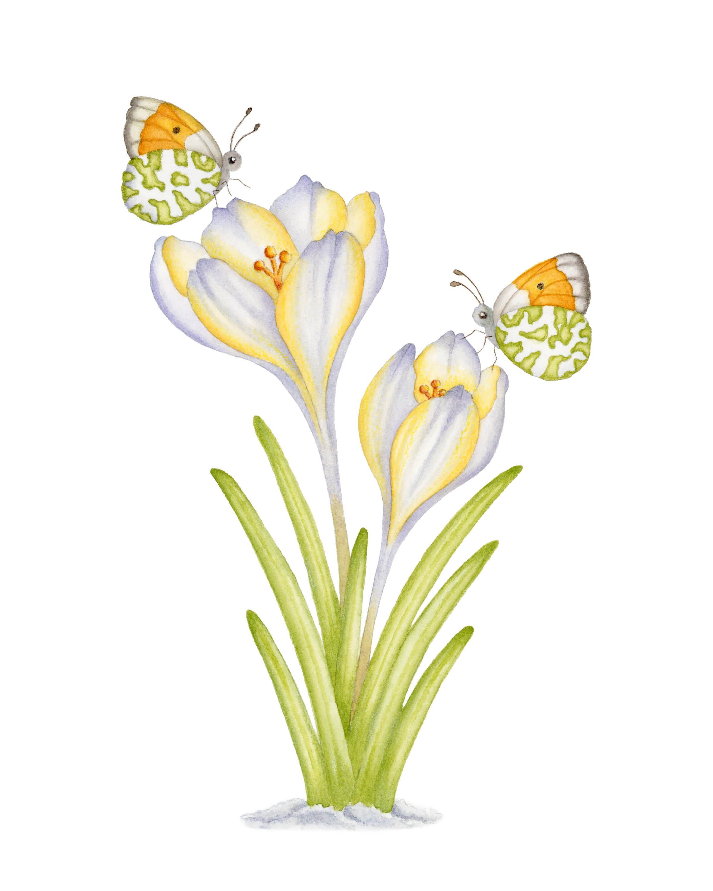 Spring is near - Alma Colours - Watercolour on paper - 21x30 cm