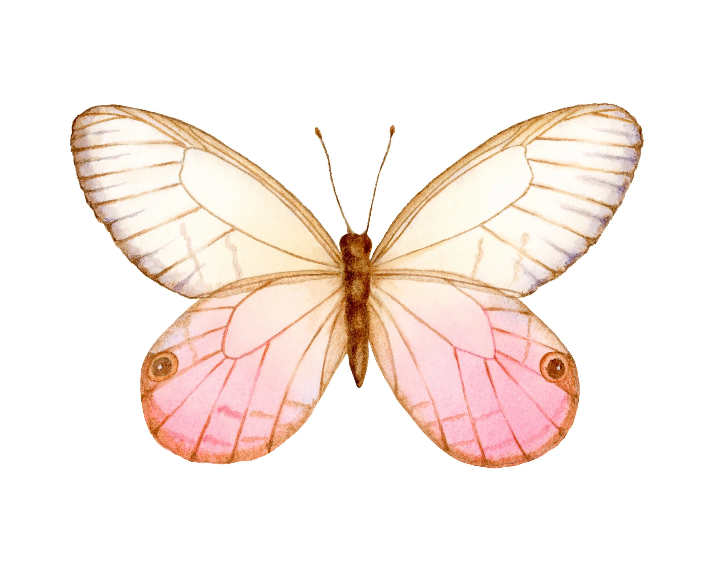 The Blushing Phantom butterfly - Watercolour on paper - 7x10 inch