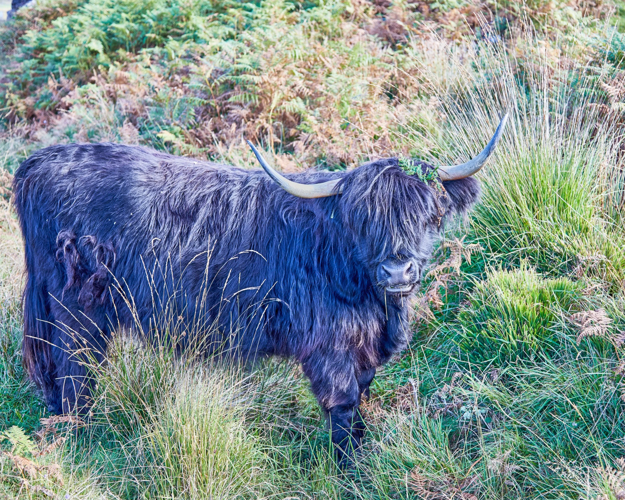Scotland-Mull, Hairy Coo.jpg