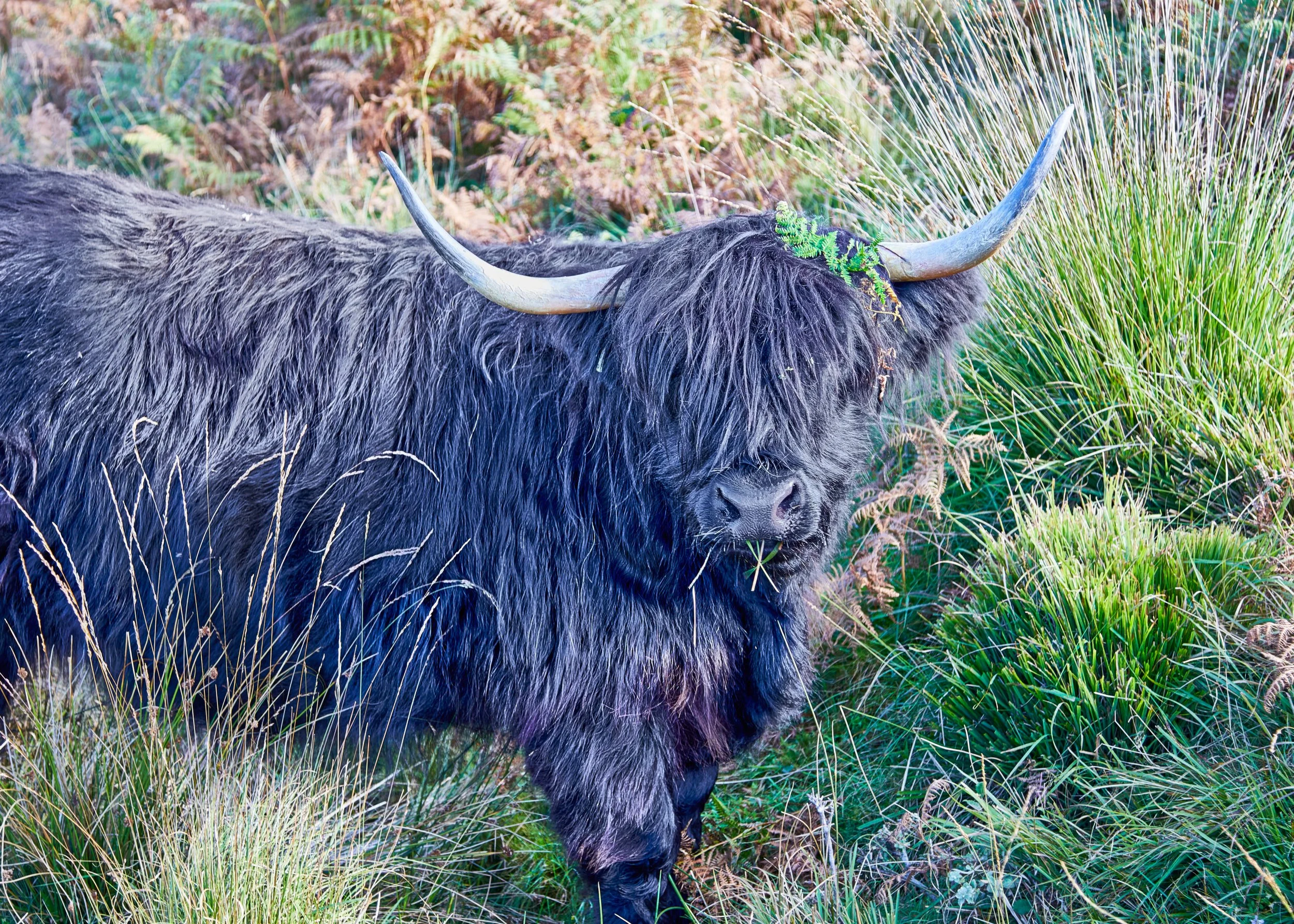 "Hairy Coo (Highland Cow)" 80-Piece 5" x 7" Micro Puzzle in a Pouch