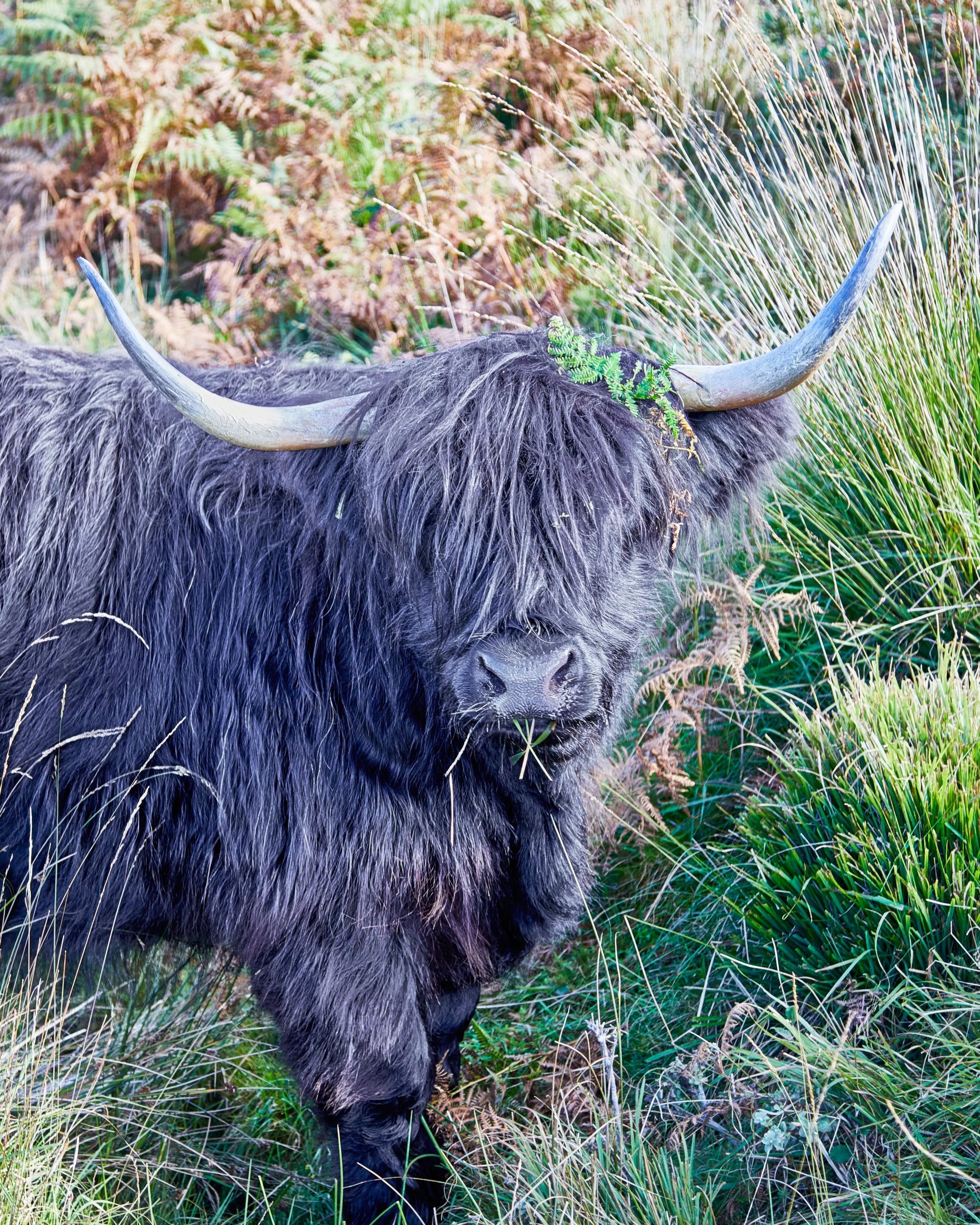 "Fern-Adorned Dinner Date" 500-Piece 16" x 20" Puzzle in a Box