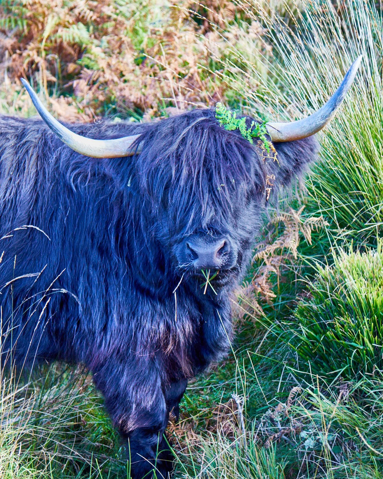 "Fern-Adorned Dinner Date"