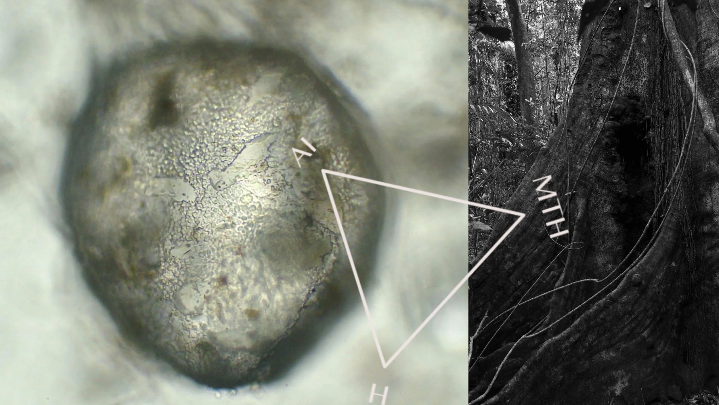 Convergent Bodies: First Leap